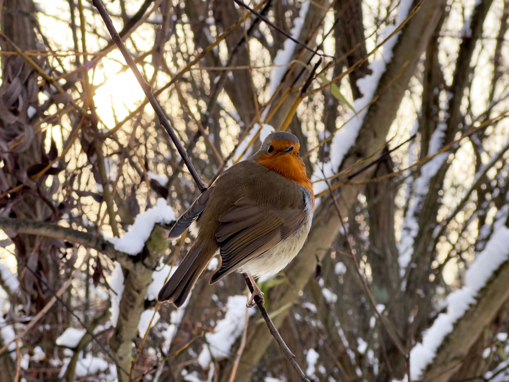 A robin sits on a bare, thin tree branch looking slightly off to camera. Behind is a network of thin and thick tree branches, capped in snow, with the sun behind it casting the sky in a pleasant yellow colour with tiny bokeh balls like gems on the edges.