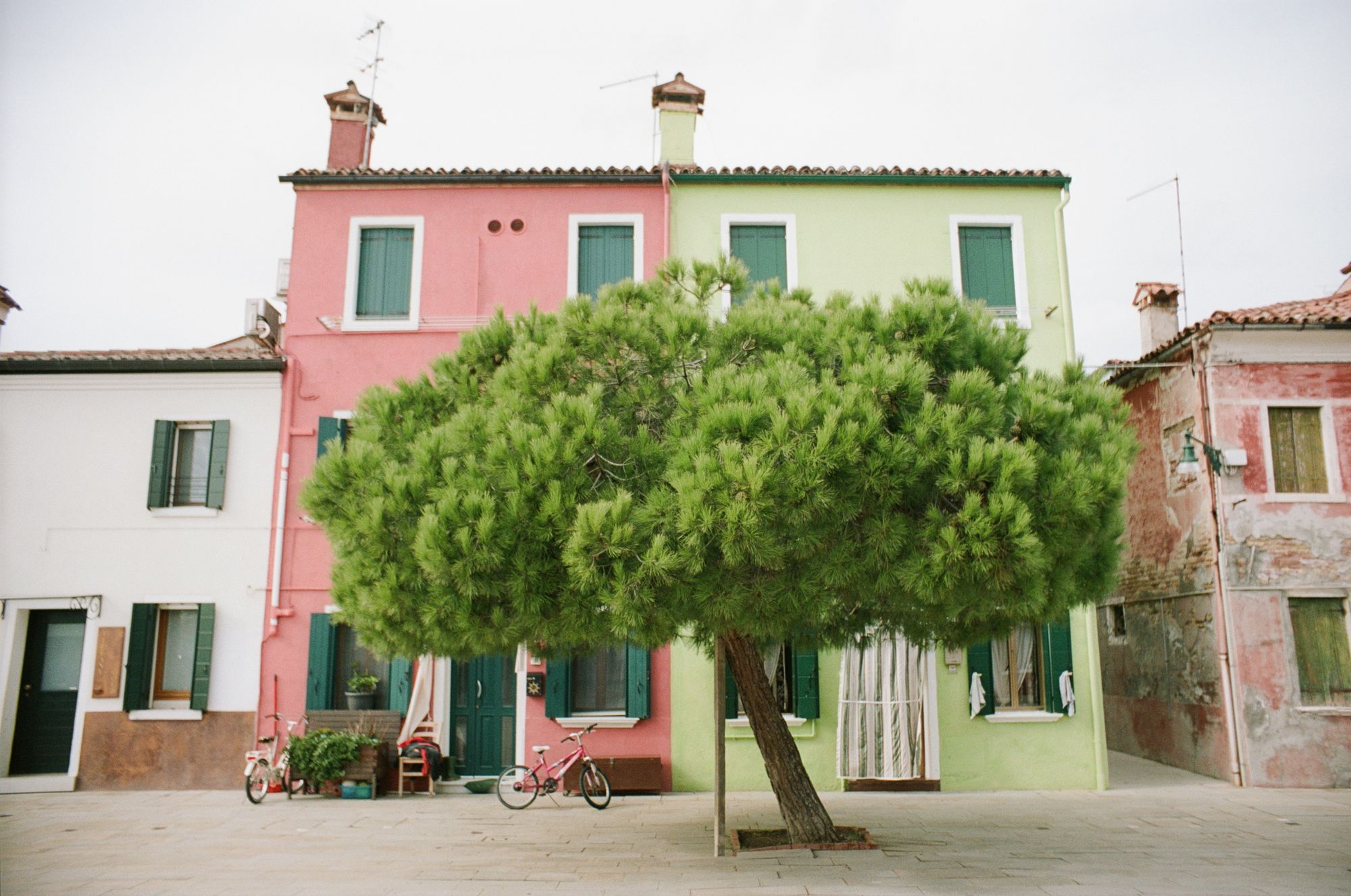 A stone pine tree in a tree pit on a tiled pedestrian street (in front of a salmon-pink and green terrace of houses) leans to the left.