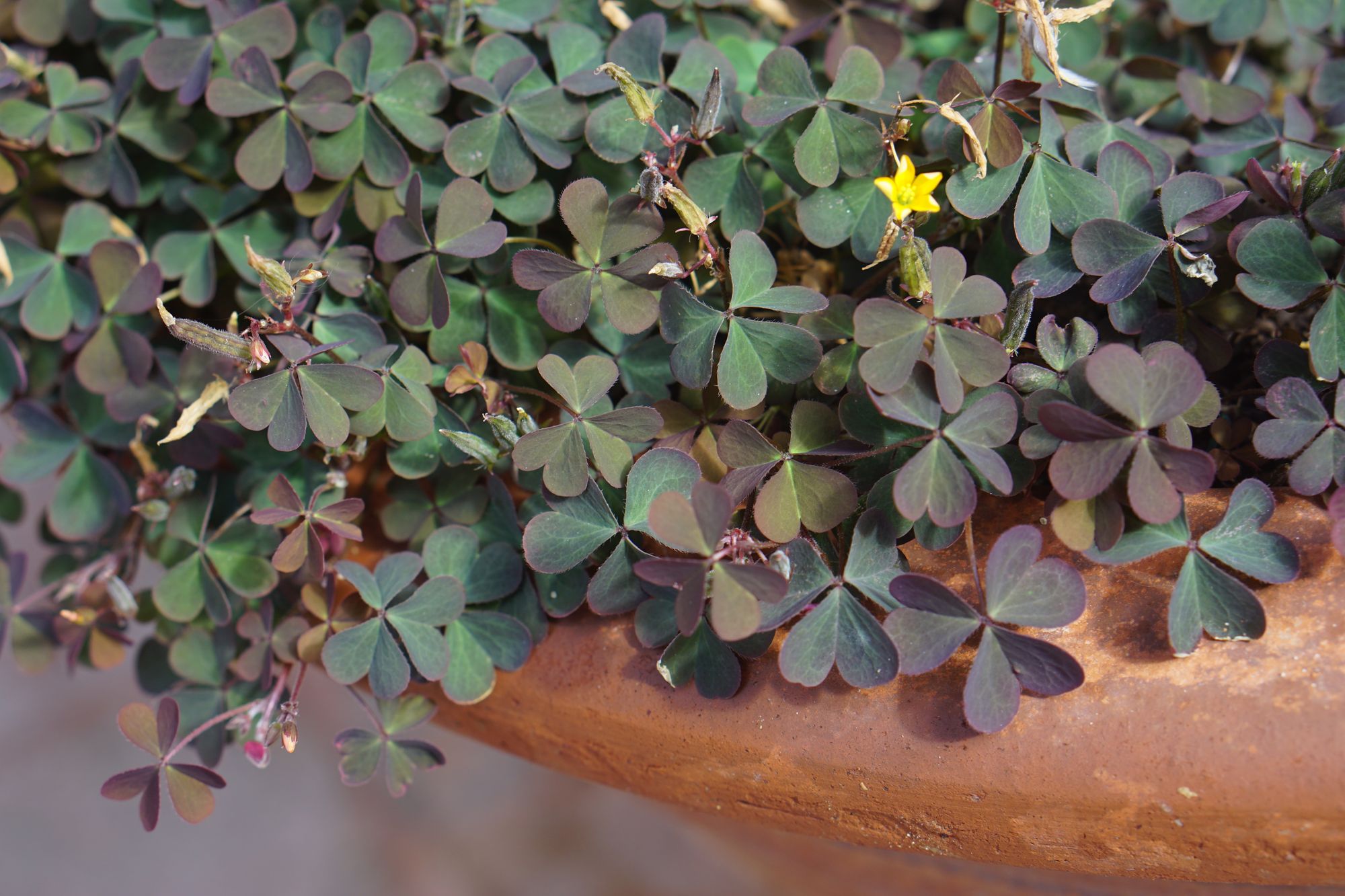A creeping plant with green-purple leaves and a small number of tiny yellow flowers spills over the edge of a large terracotta pot.