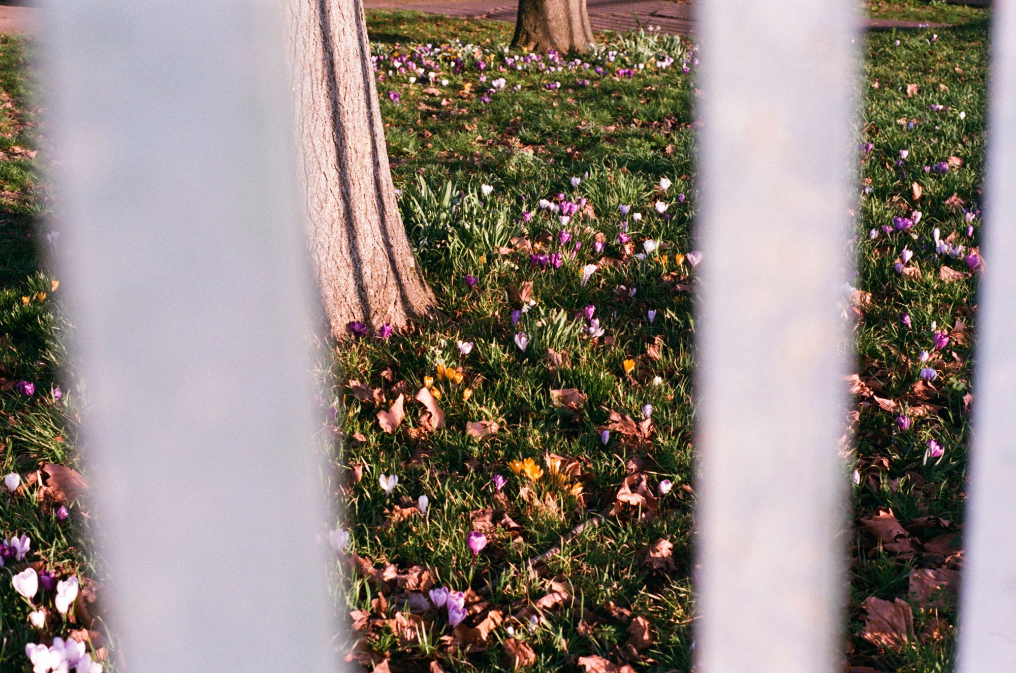 Through a metal fence, yellow, white, and purple crocuses emerge from the grass under trees in warm sunshine.