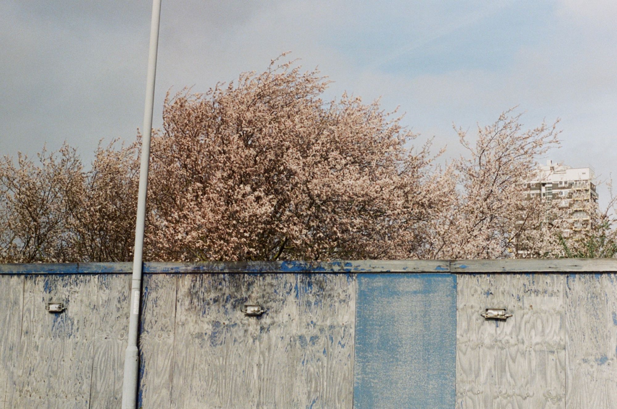 A pink blossom tree in the wind emerges behind a tall solid wooden fence that's painted a faded blue.