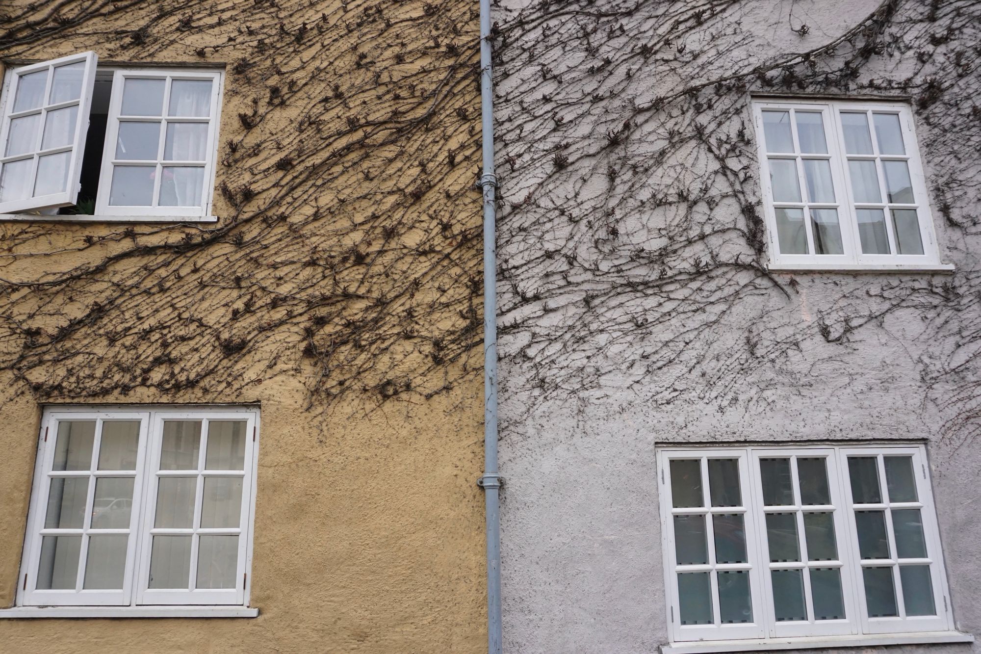 A terraced house with the left side having sand-coloured rendering, the right having grey coloured rendering, and a drainpipe down the middle. A bare creeping plant covers the wall.