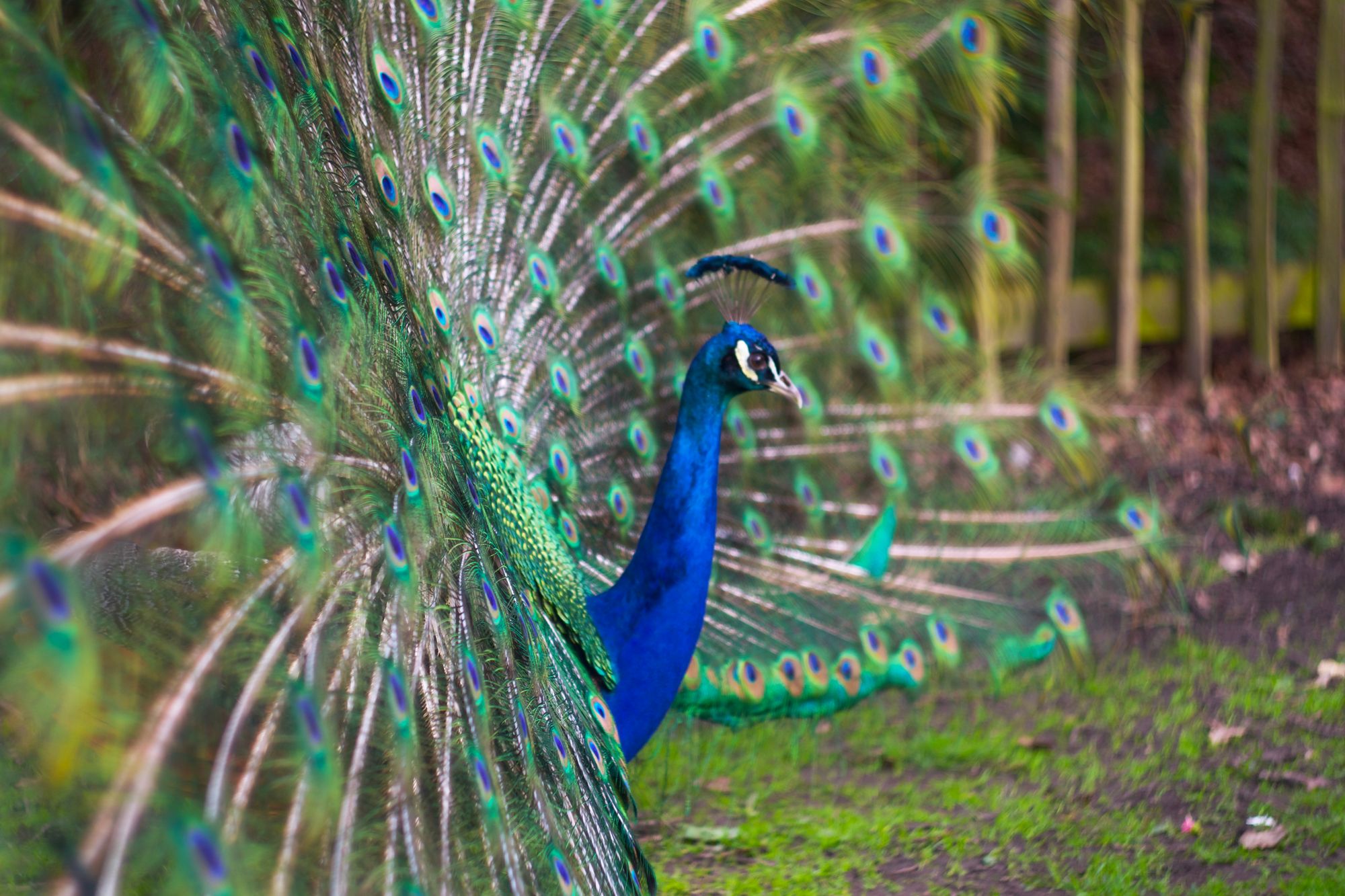 A proud peacock presents his crest to the right, his feathers partly out-of-focus and swirling as he dances