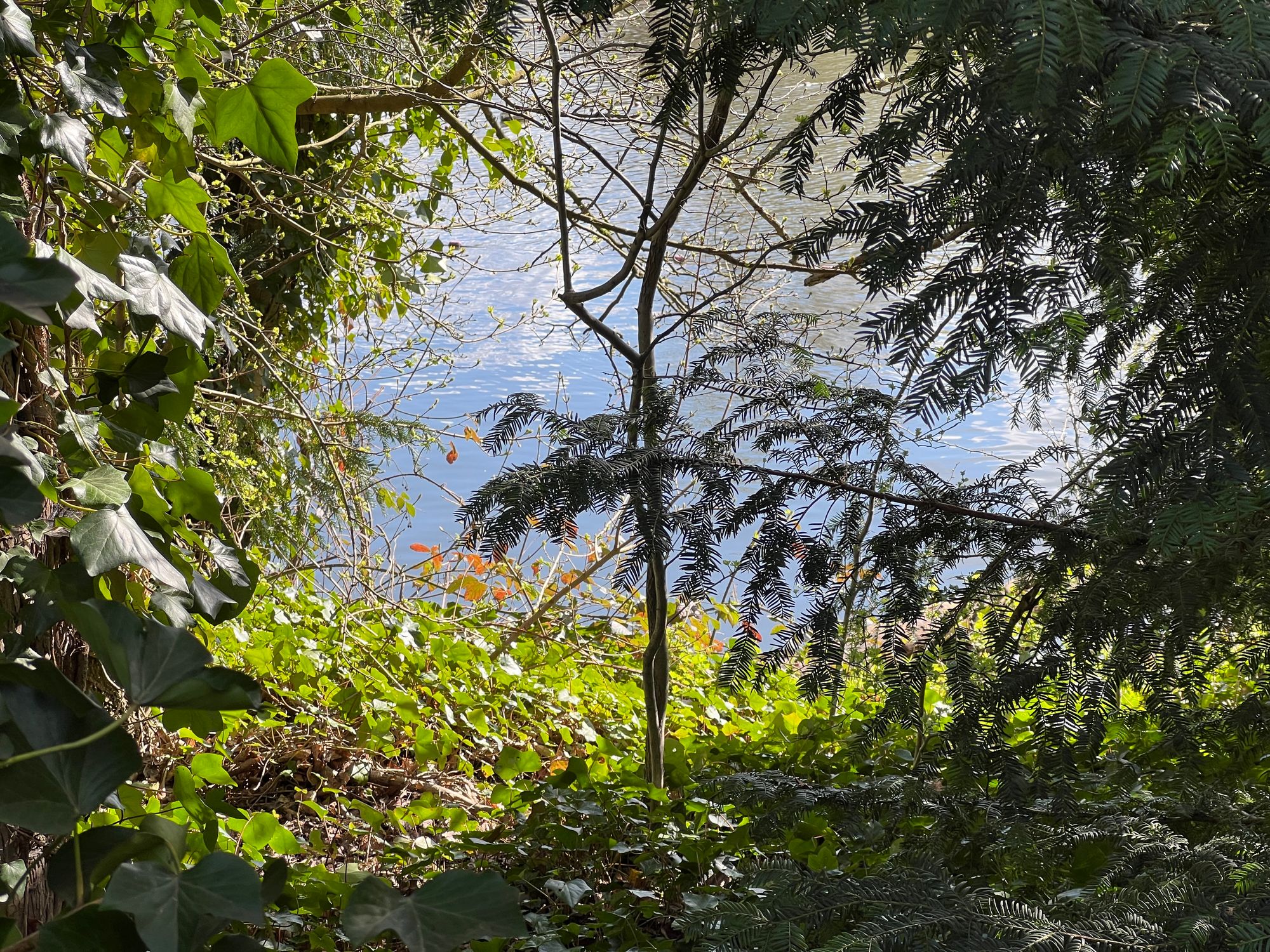 A pond seen through some dense foliage on a warm, sunny day.