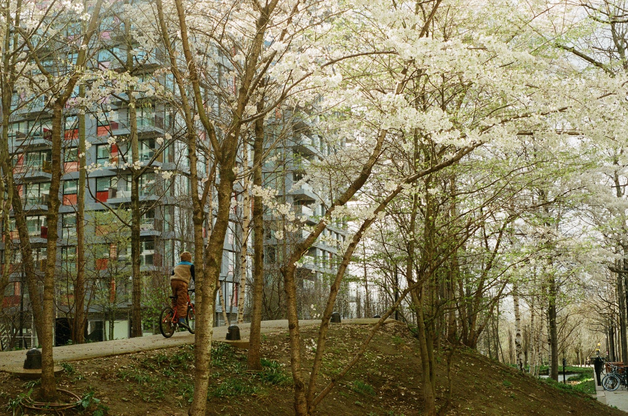 A child on a bicycle rides along a path over a mound between two rows of trees, festooned with blossom and starting to come into green.