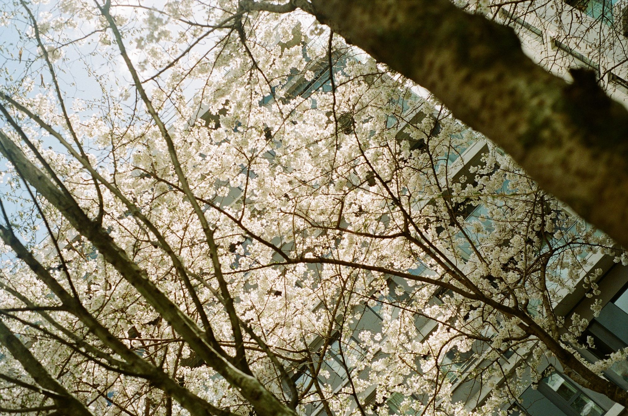 At a jaunty angle, a bunch of trees spawn white cherry blossom that seems to be on fire in the sun, offset against the grey cladding of the apartment buildings behind.