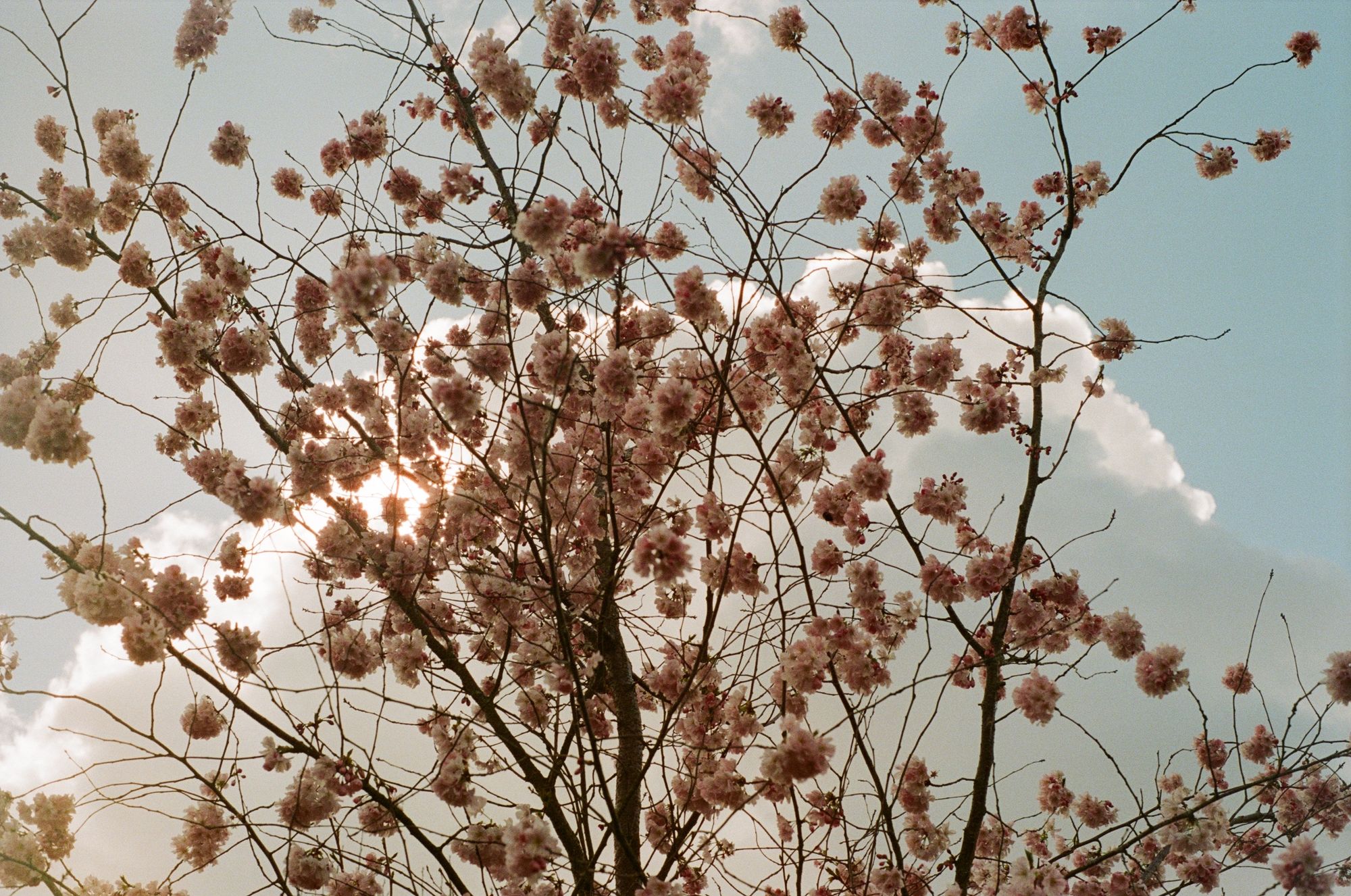 The sun emerges from behind a fluffy white cloud behind a tree whose bare branches are starting to pop with pastel-pink coloured flowers.