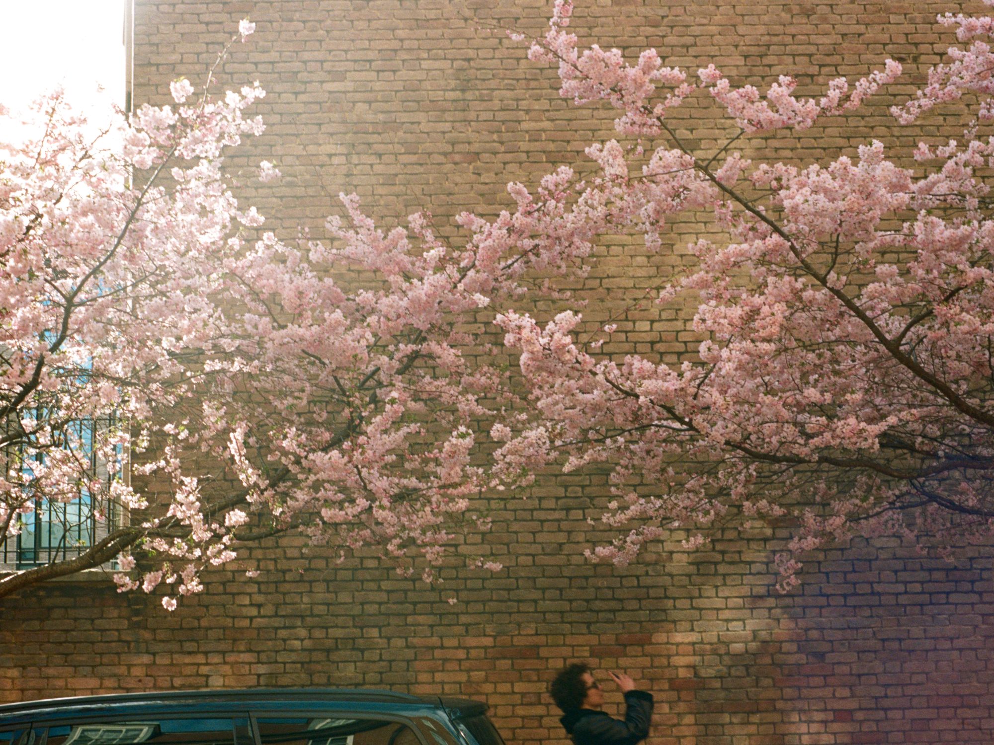 A person with sunglasses and curly hair takes a photograph of pink blossom with their phone which is on a street against a brick wall. The sun is bright behind a gap in the wall. The top of a black people carrier is visible.