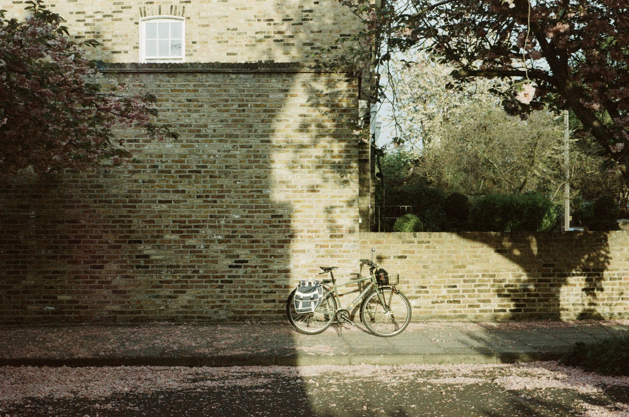 A brick wall at the side of a house and garden with the golden hour sun's shadow cast sharply across it. A green bicycle with blue panniers stands on its kickstand on the pavement. There are pink petals everywhere—on the carriageway, on the pavement, and it's glorious but feels a little sad and deflated.
