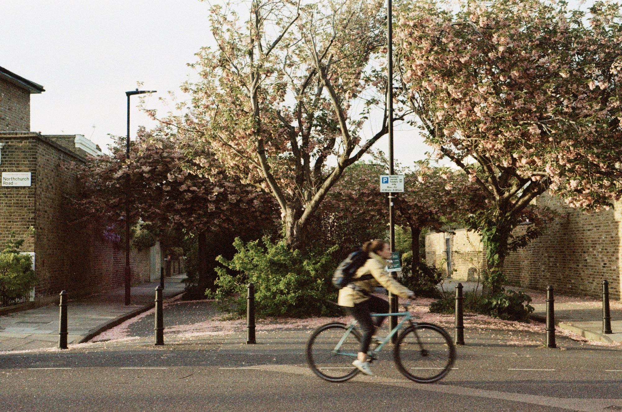 A woman on a blue bicycle cycles past a filtered pedestrianised area chock-full of trees that have their blossom going over on an evening with a warm brown cast.
