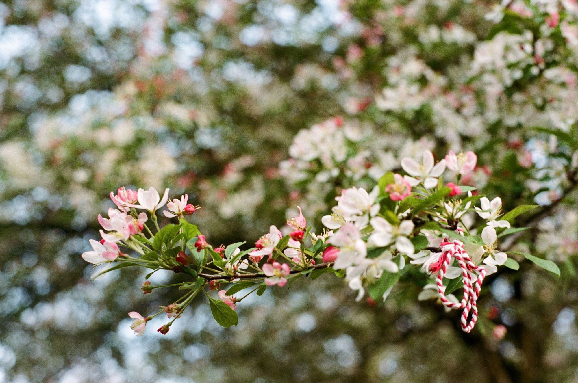 2023 spring blossom retrospective