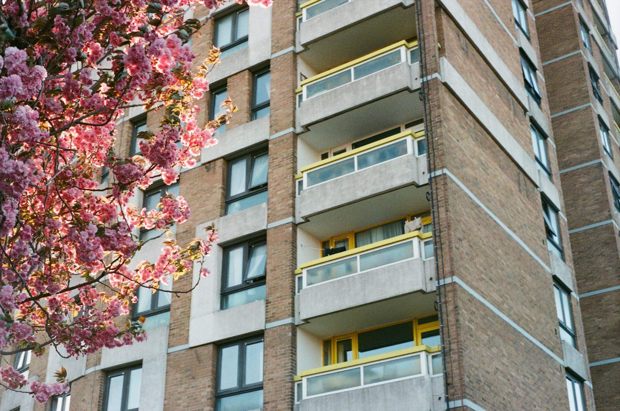 A brick block of flats with concrete balconies. A tree in a fluffy pink blossom, lit by golden-hour sun, creeps towards the balconies.