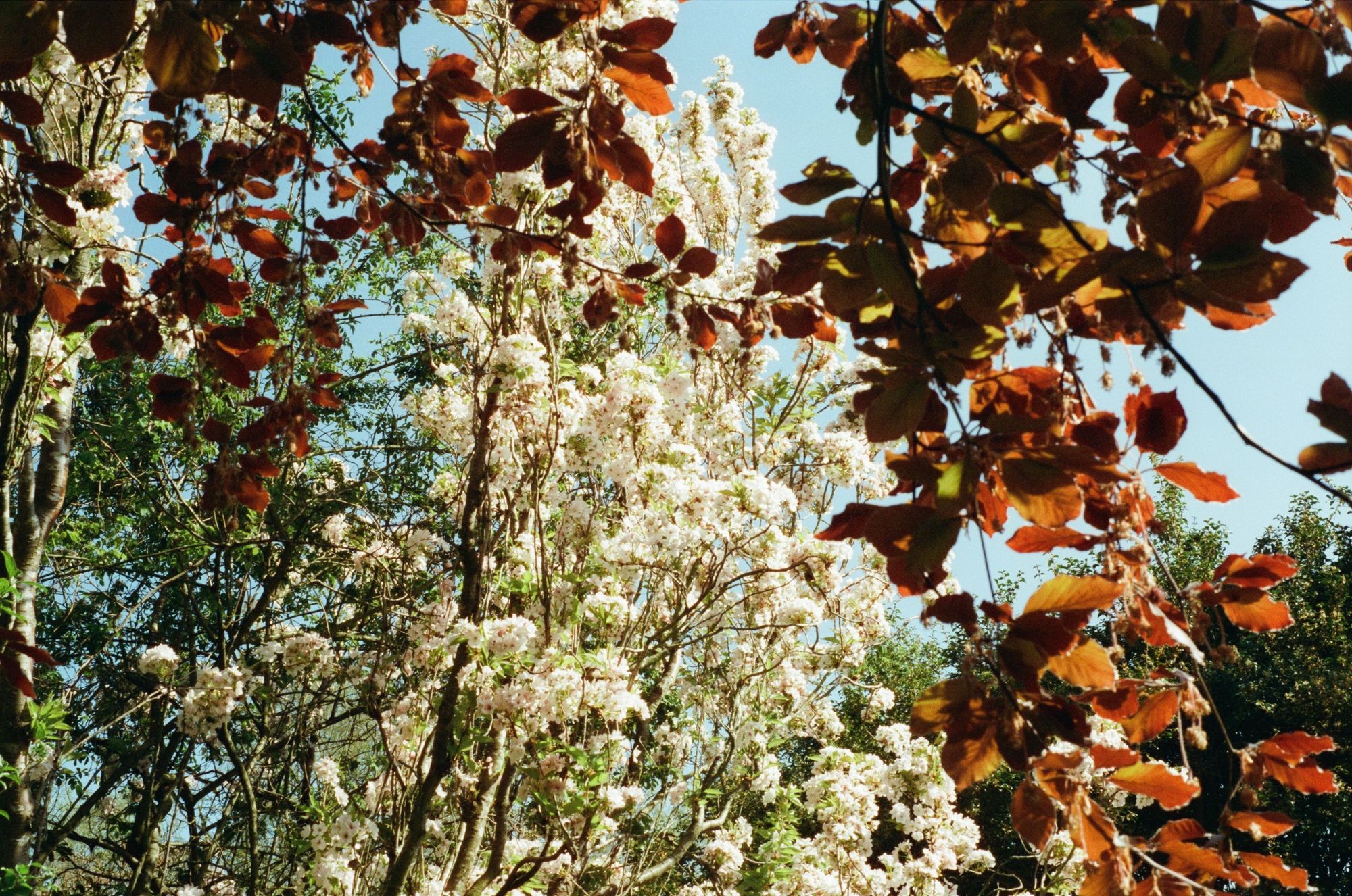Through the hanging branches of a beech tree with fresh red-orange leaves, we see another tree with glorious white blossom which blooms against the blue sky.