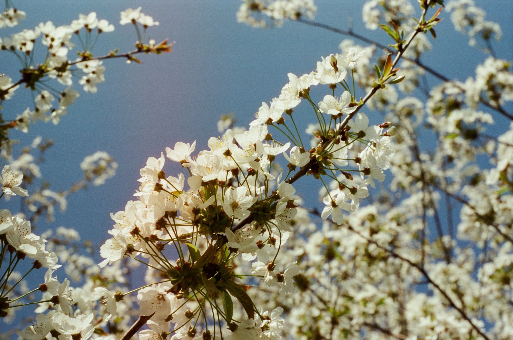 Bright white blossom flowers with a faint pink light leak vertically down the image.