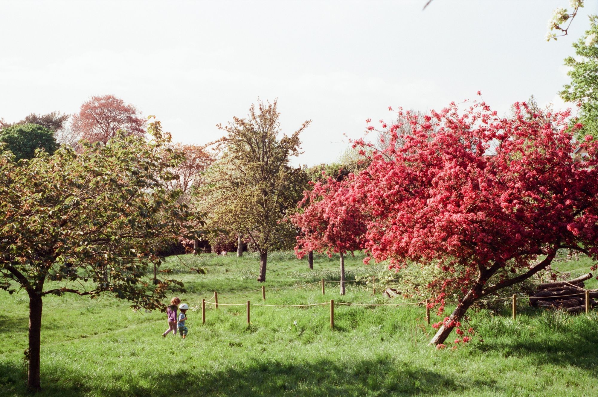 Small children run and play in a field towards a plum tree in a full reddish-pink-sorbet colour blossom.