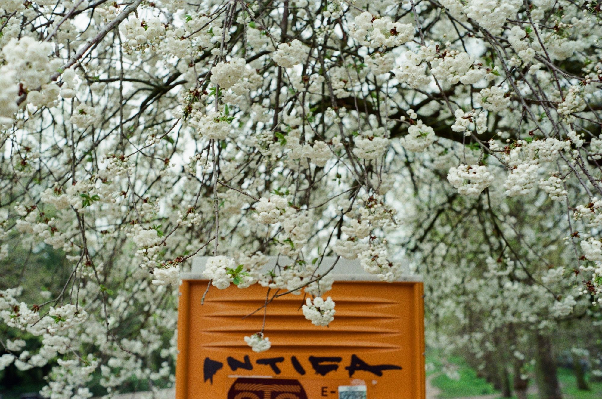A blossom tree hangs down over a dark yellow portaloo, with graffiti on the door saying "ANTIFA".