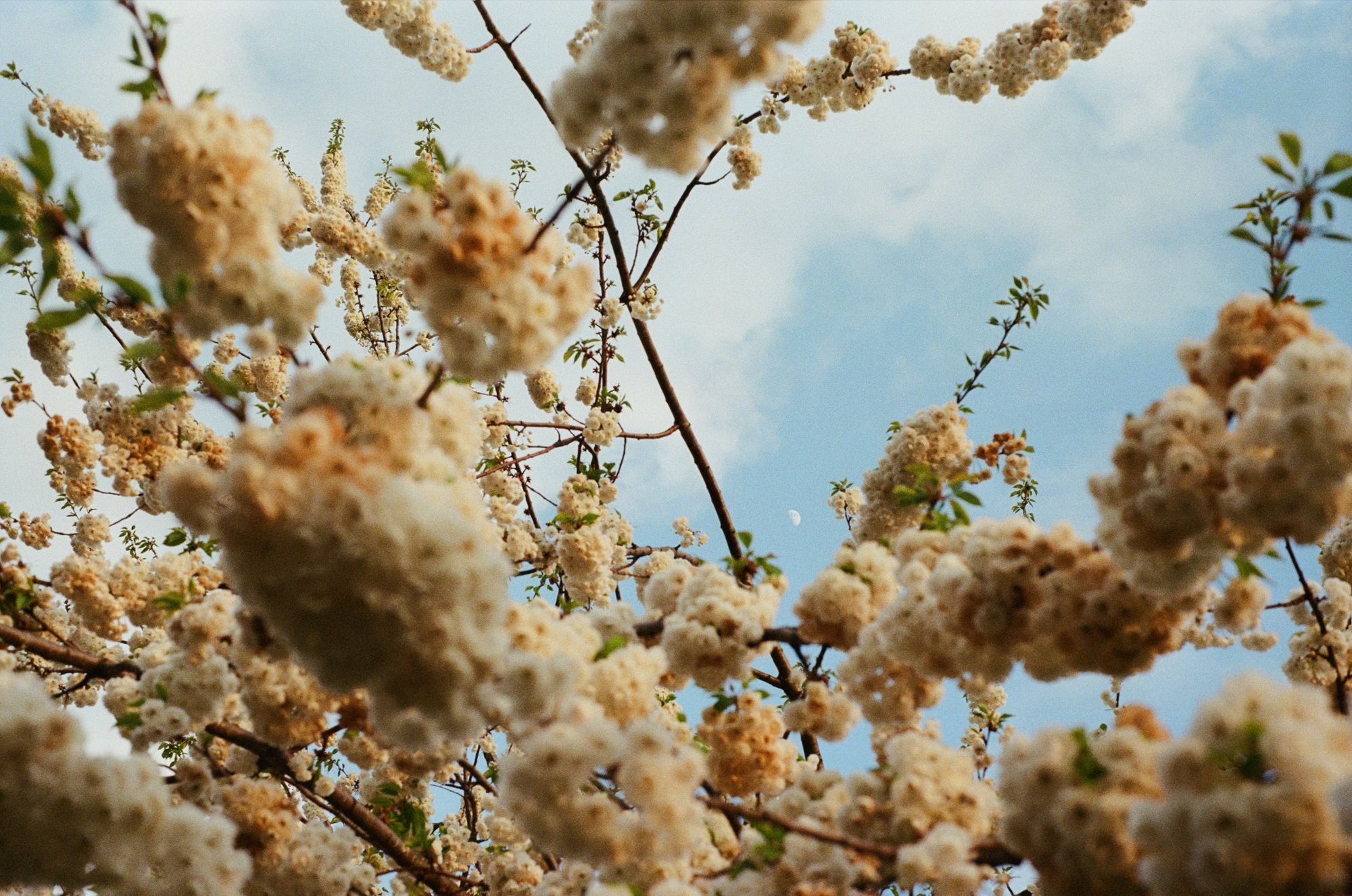 Boughs of a tree laden with white blossom that's starting to go over. Staring into the cloudy sky, we can see a half moon.