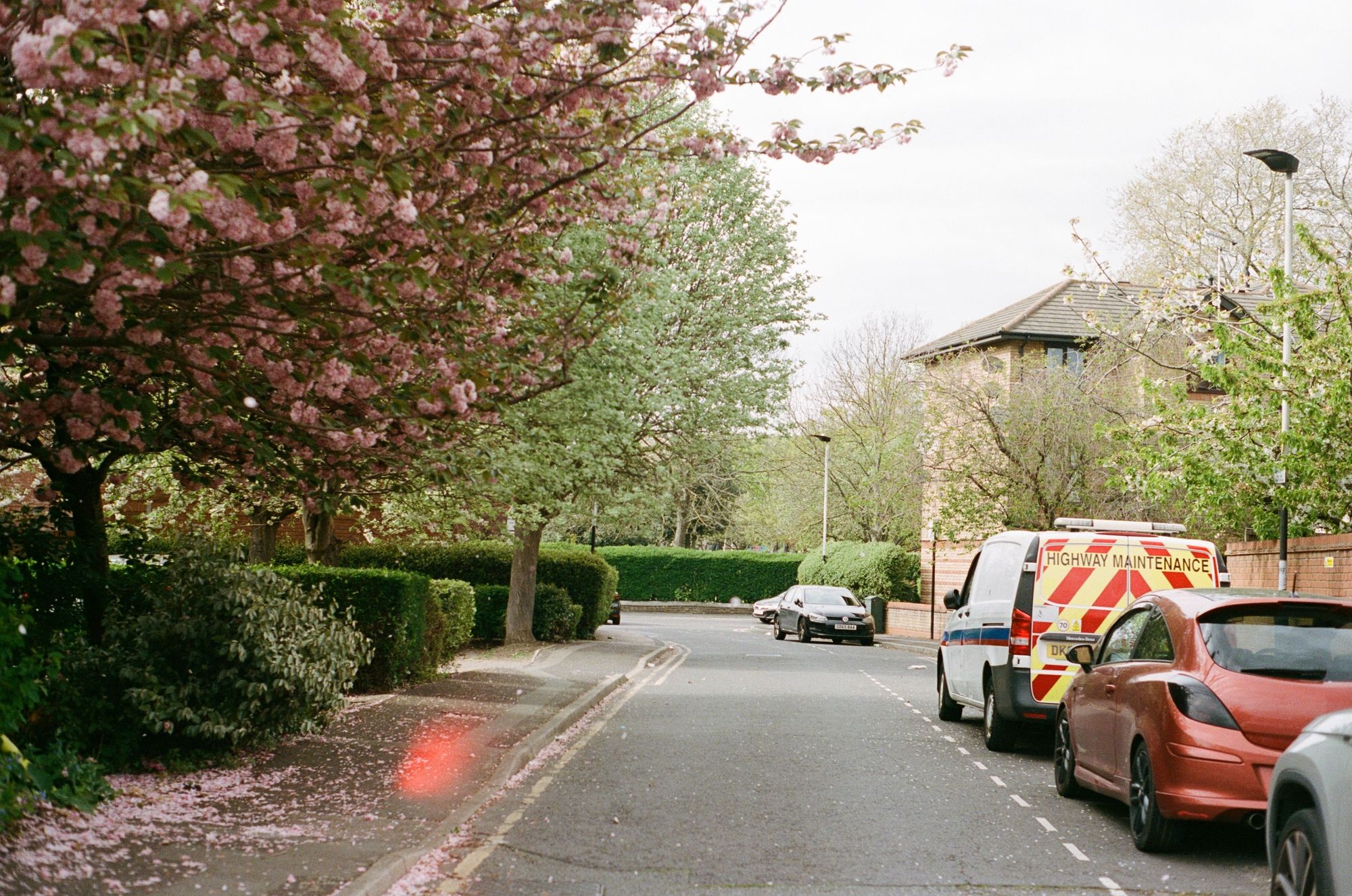 View down a residential street with a blossom tree that's starting to go over, with leaves replacing where browning flowers once were. The pavement is covered in pink petals.