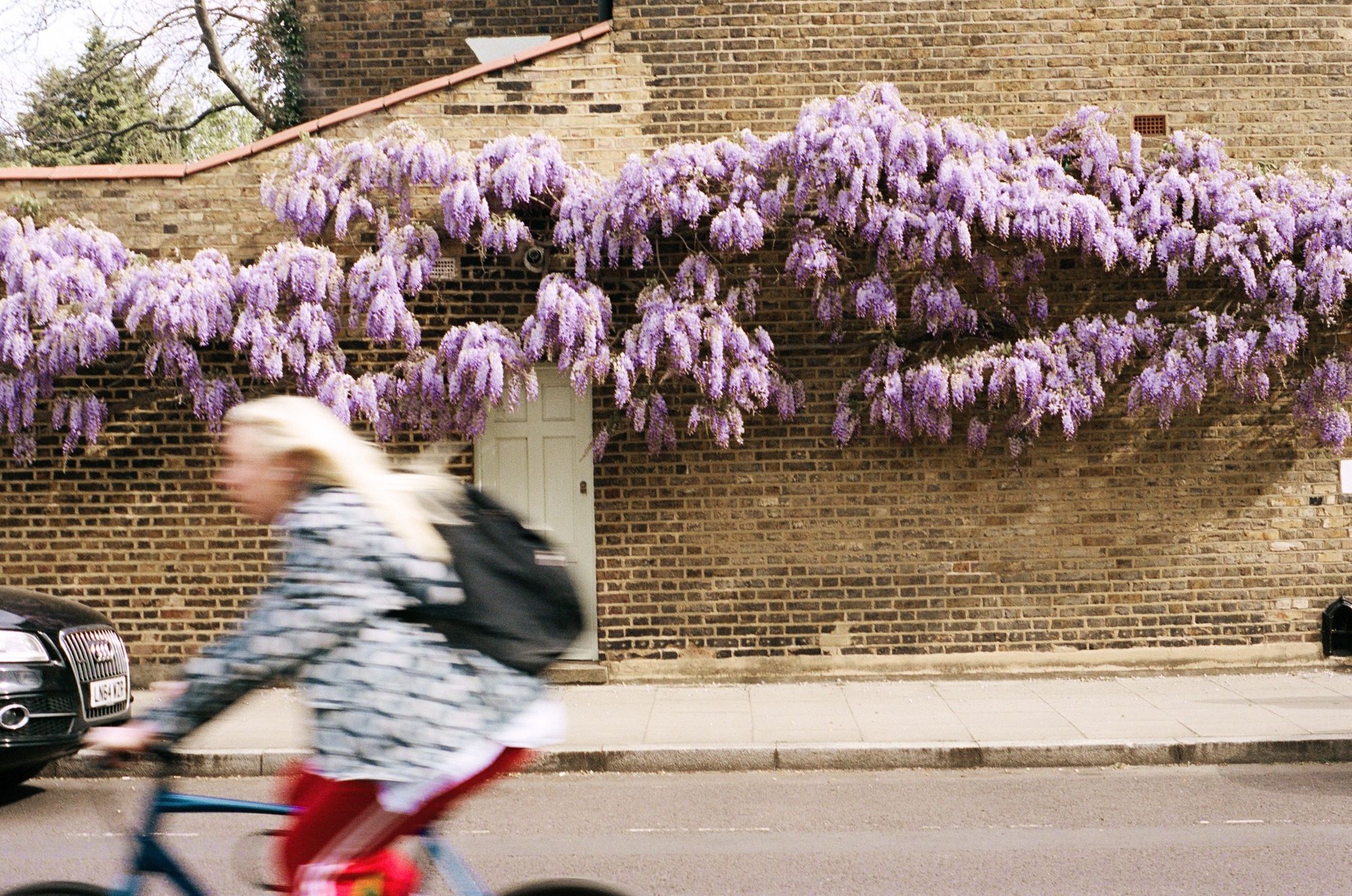 A woman with a patterned navy-and-white coat, red trousers, and blonde hair, rides a blue bike past a house with a spectacular wisteria which seems to have exploded across a vast expanse of the wall, purple flowers raining down over the doorway and the pavement.