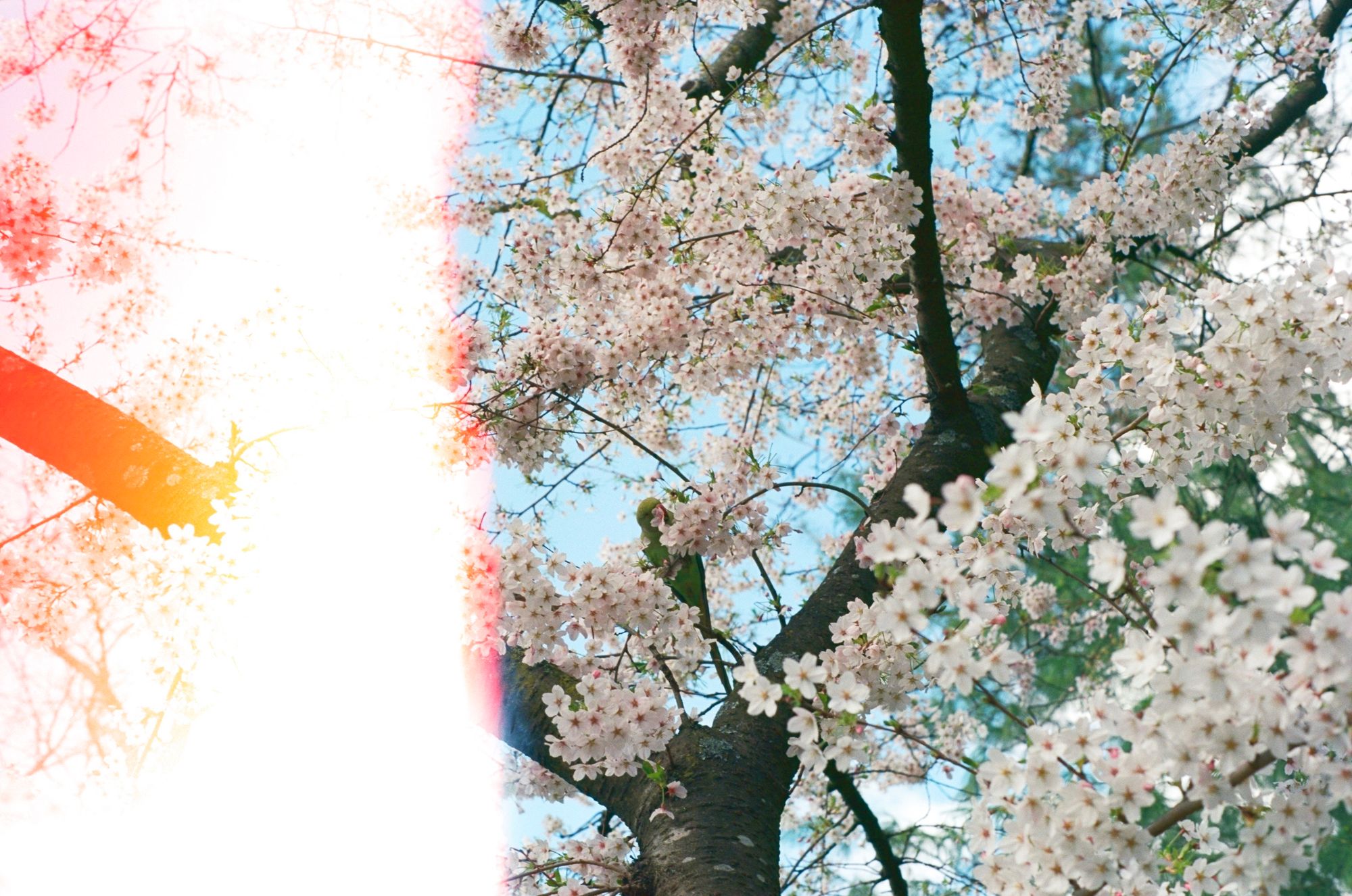 At the juncture of two branches from a tree trunk, a parakeet steals some white blossom with pink centres. A pink-orange light leak falls across the lefthand third of the image.