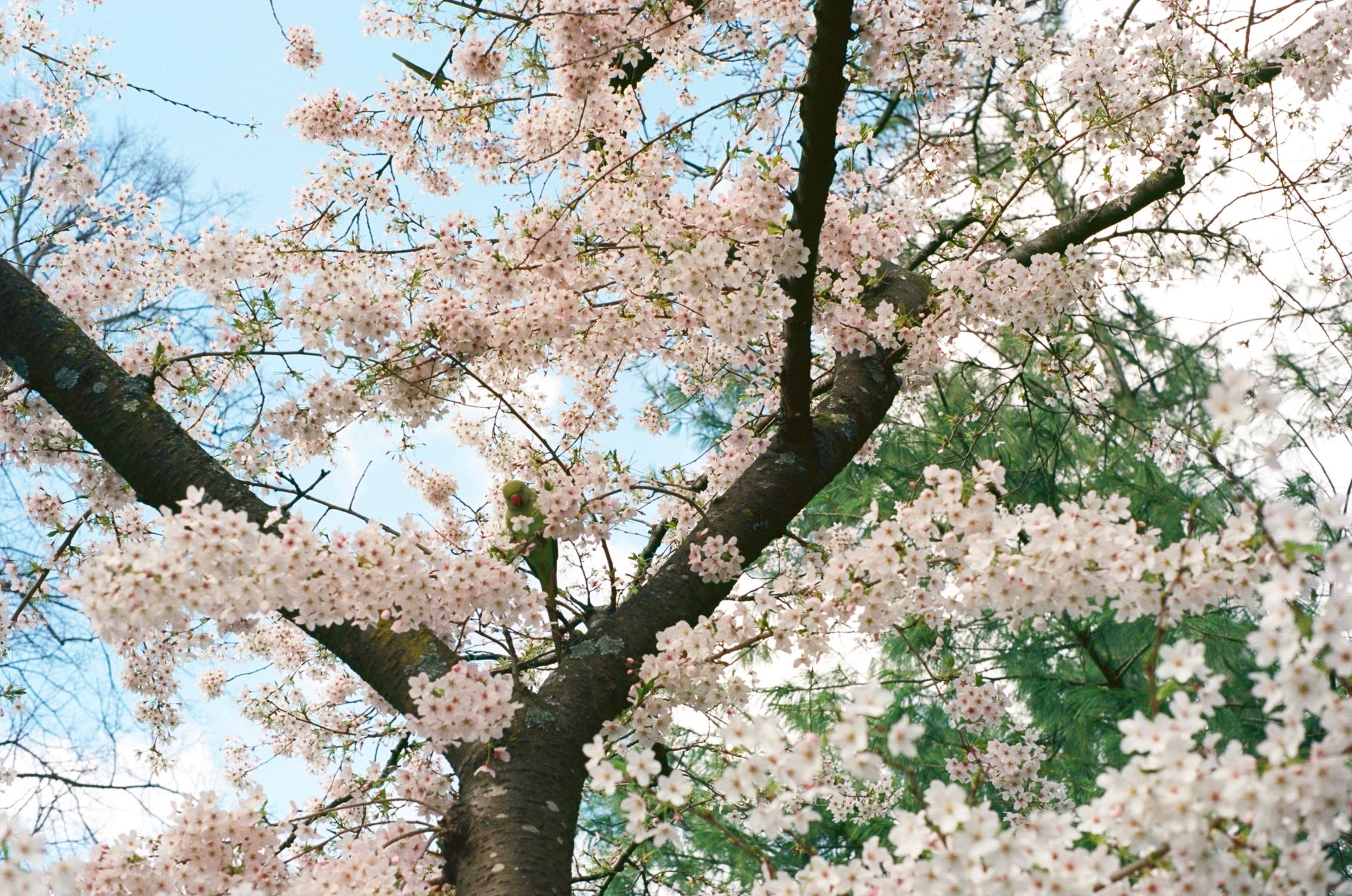 2023 spring blossom retrospective