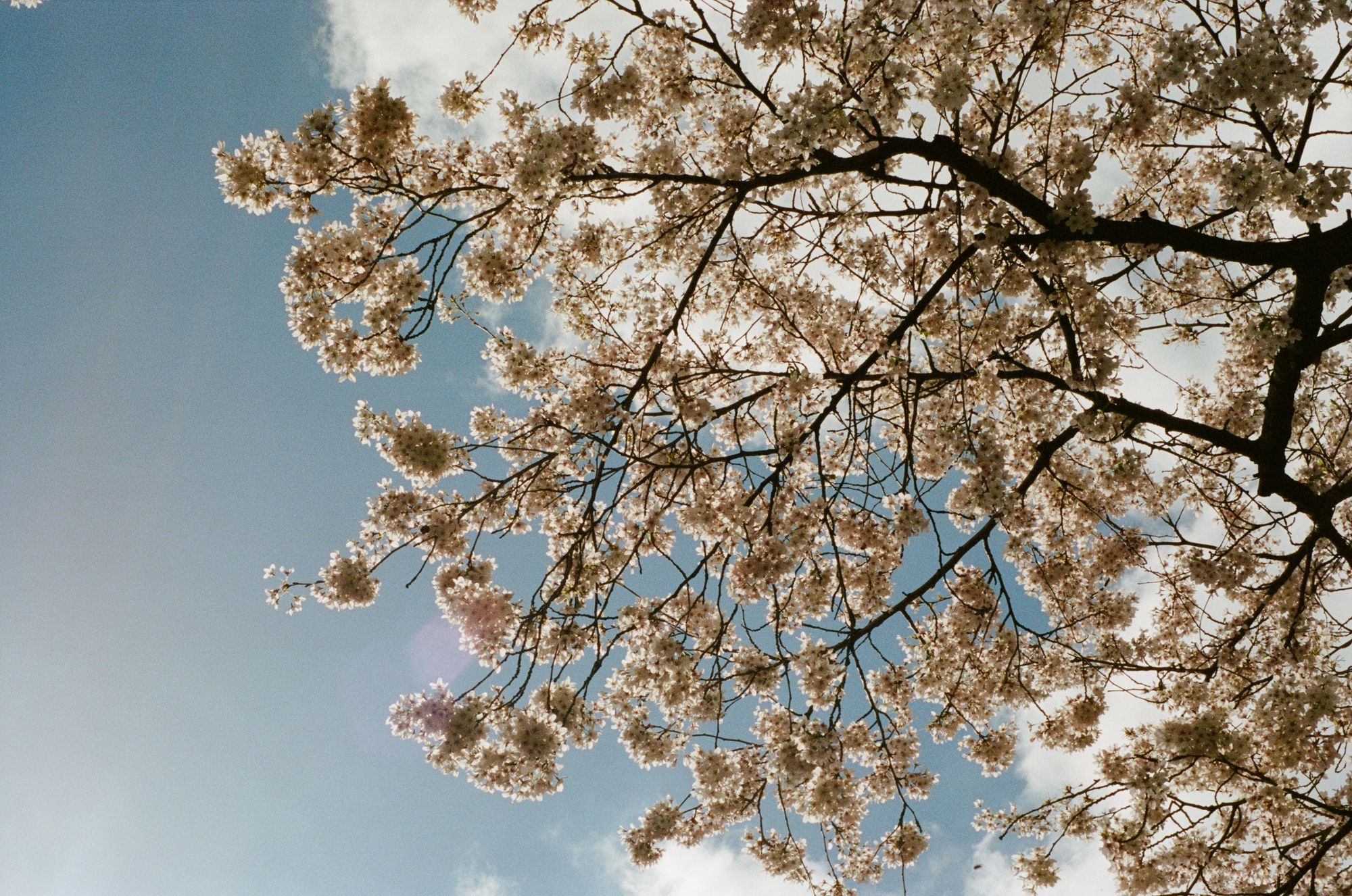 White cherry blossom on a tree looking up at a blue sky with fluffy clouds, the flowers feathered with white sunlight