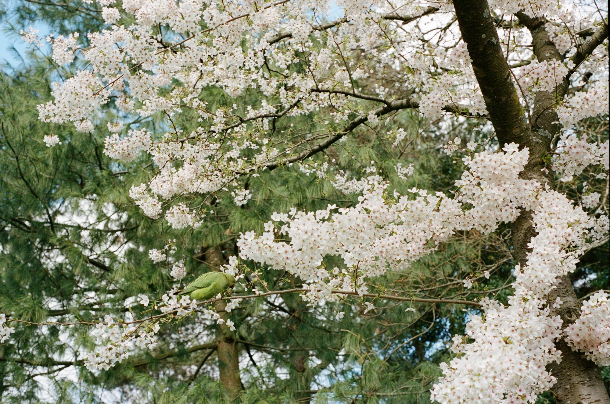 On a white cherry tree in front of some pine trees, a parakeet walks along a branch, pecking away away clumps of blossom as they go.