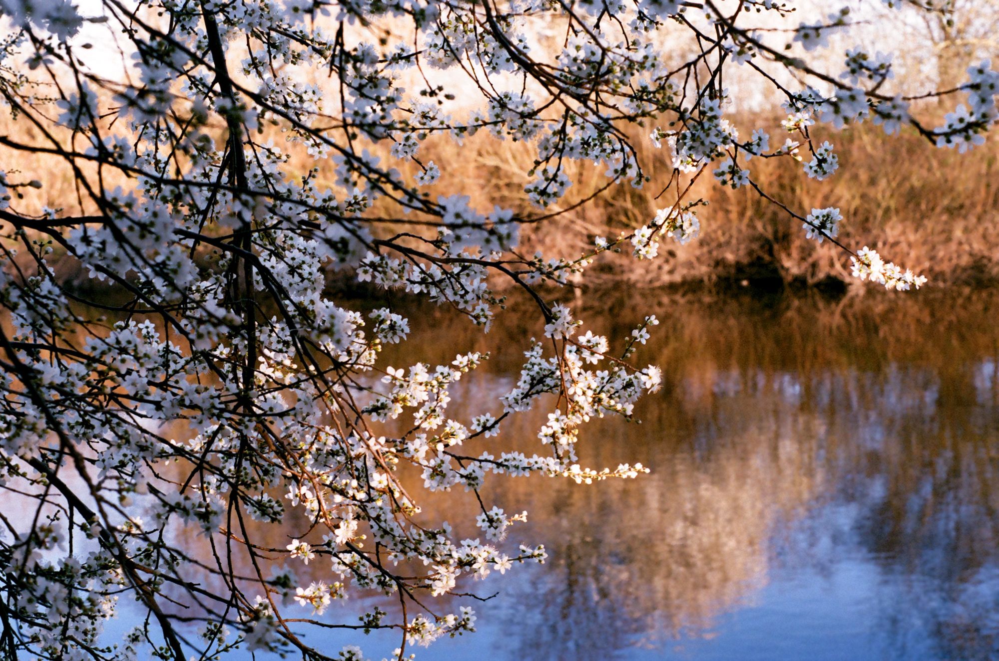 A tree with white blossom on its otherwise bare branches hangs in front of a river on a blue, sunny day, with the opposite bank (reflected in the water) being golden-brown, bare vegetation. The flowers are lit from behind and seem to sparkle.