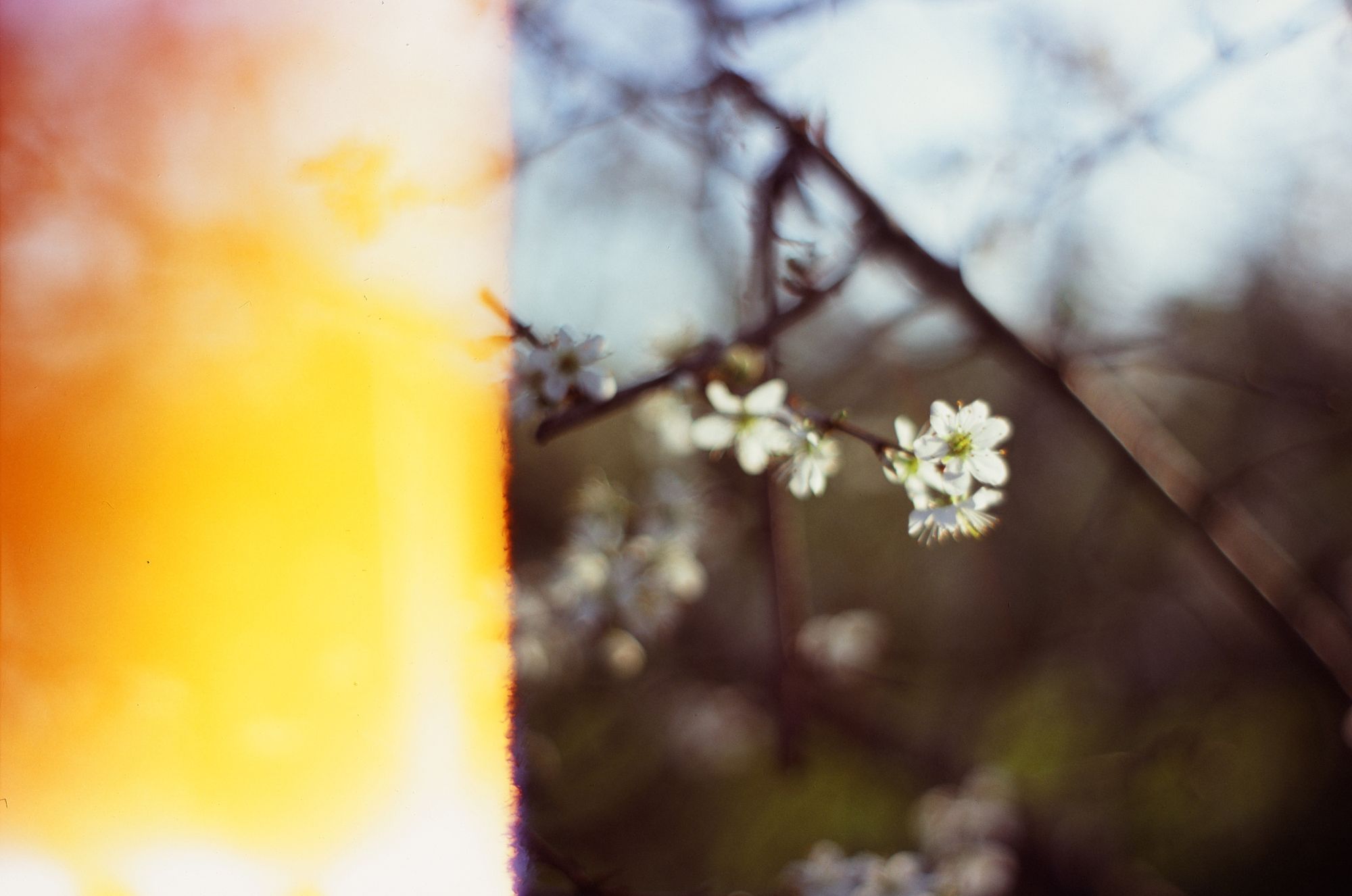 Tiny delicate white blossom flowers on a bare bush, defocused, with an orange light leak across the left third of the image.