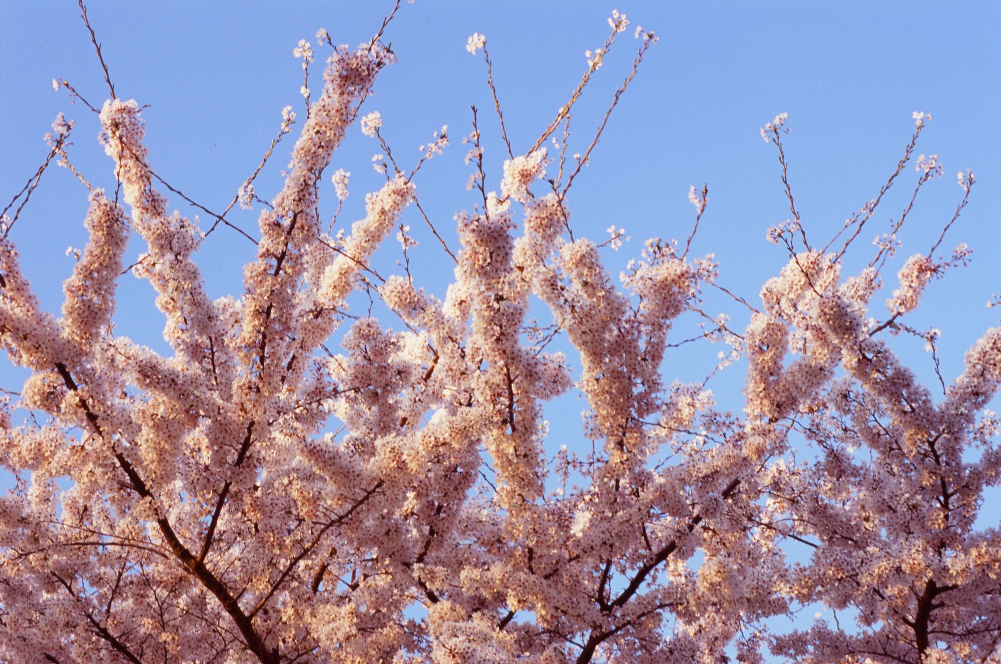 White-pink blossom on a warm, sunny evening, cast in golden orange, exalts to the sky, with branches criss-crossing delightfully.