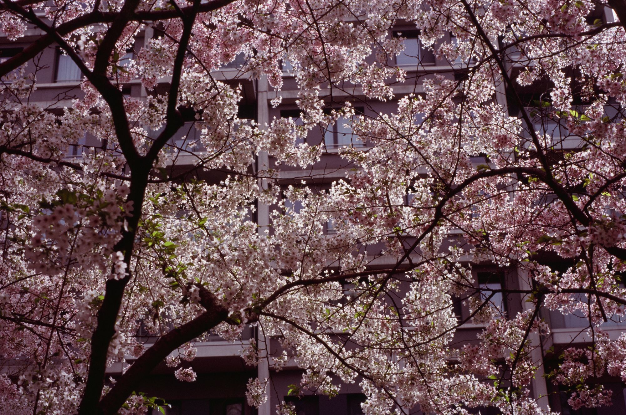 Backlit white blossom flowers against an apartment building with grey cladding.