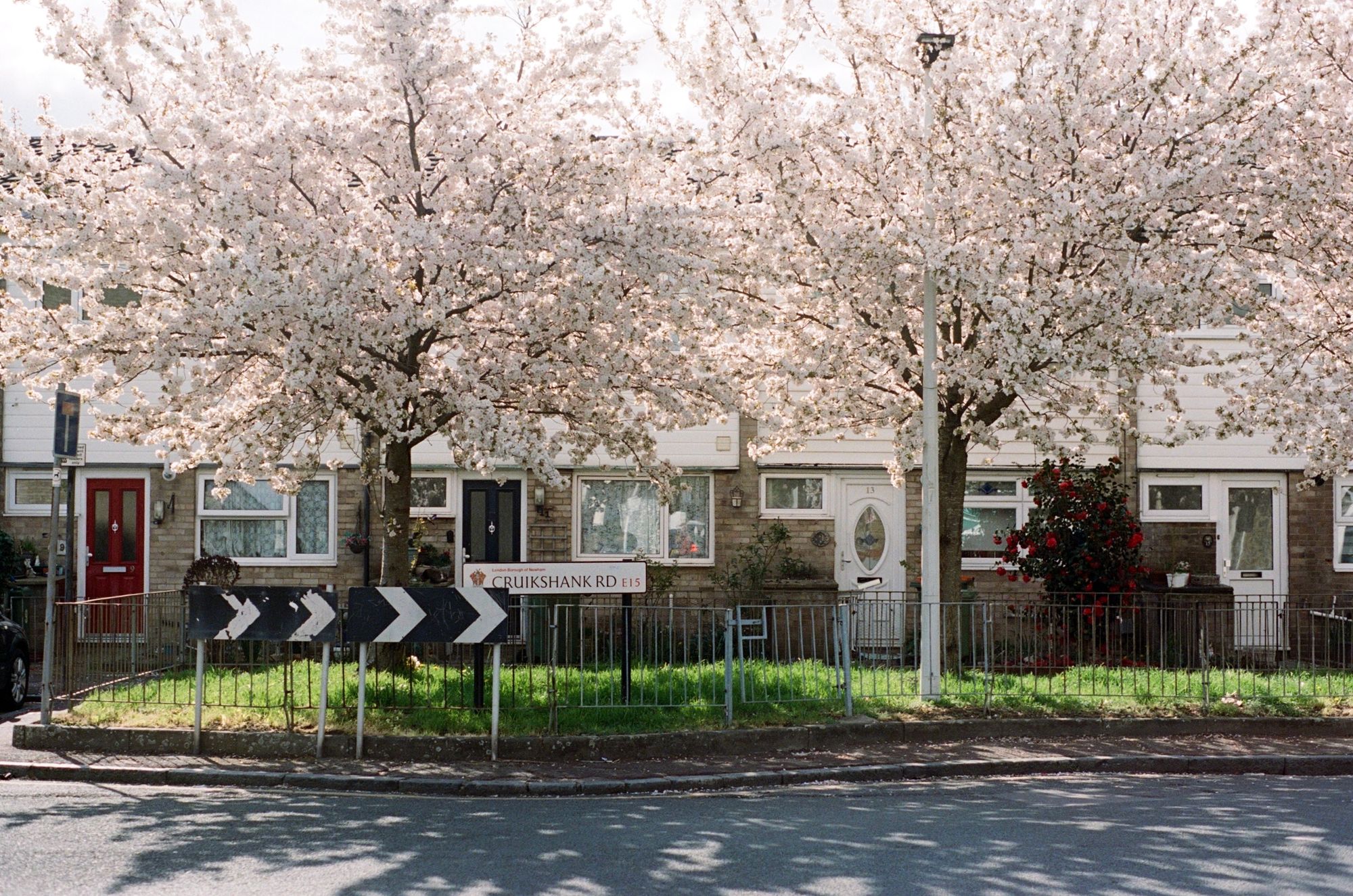 A street called Cruikshank Road with a row of terraced houses and some guardrail around a green area. Two large cherry trees sit in the grassy area, and are in full white blossom, which is feathered by the the sun from behind.