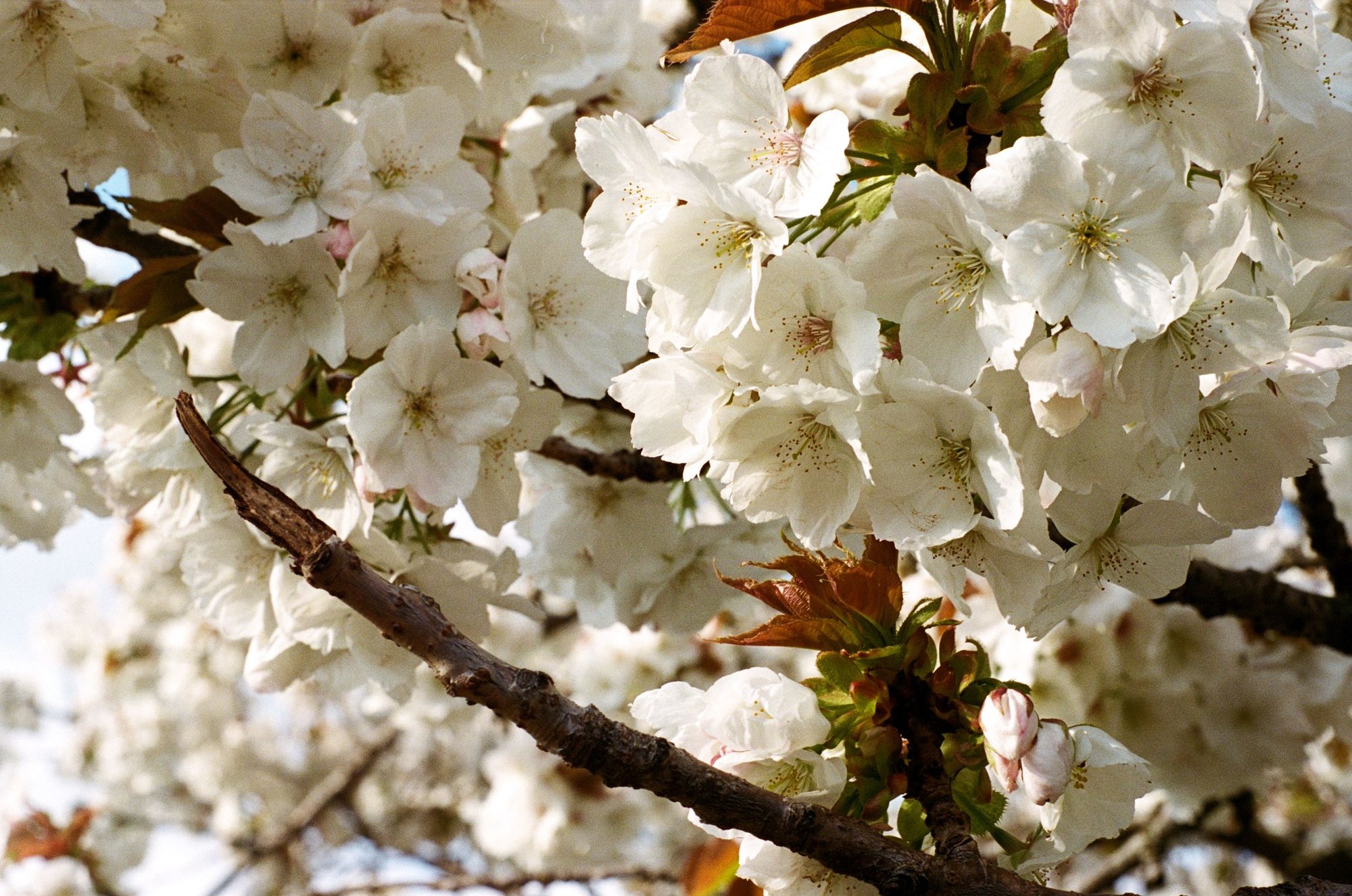 Close-up on branches of a cherry tree festooned with white blossom flowers.