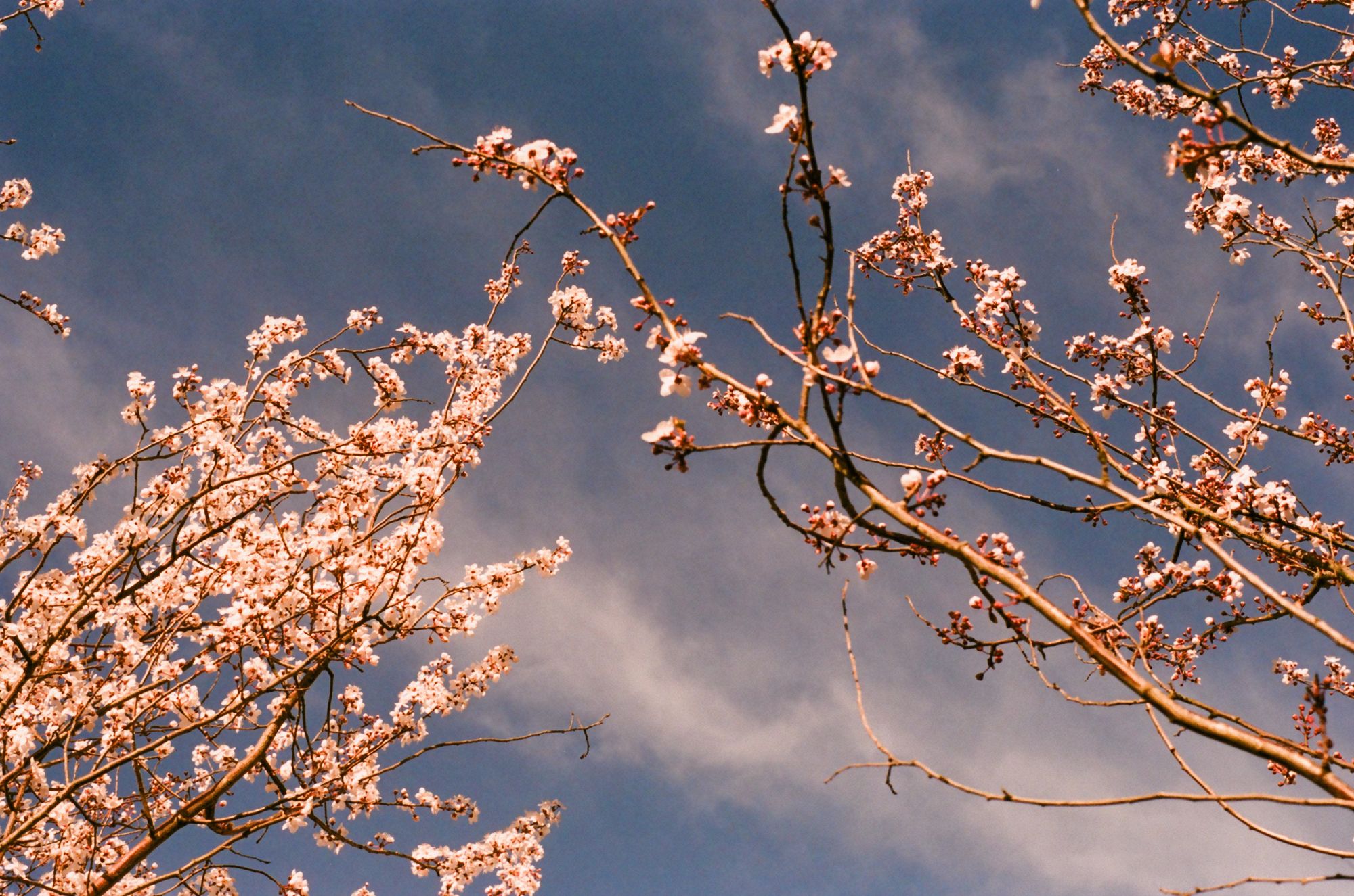 Two cherry trees in early blossom, one slightly barer and pinker from the other, reach for a deep blue sky with wispy cirrus clouds.