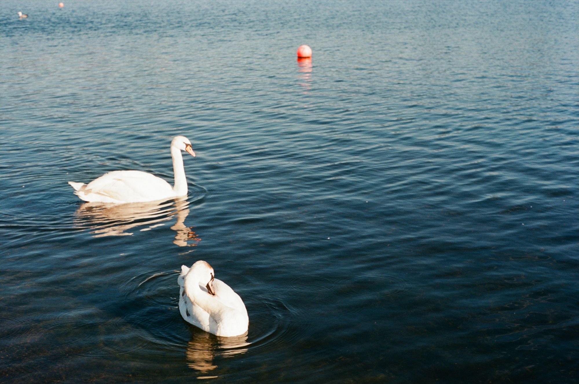 Two mute swans pootle along a calm pond. One of them, the closest to camera, preens themselves. A red-pink buoy, along with another bird and another buoy, float in the distance.