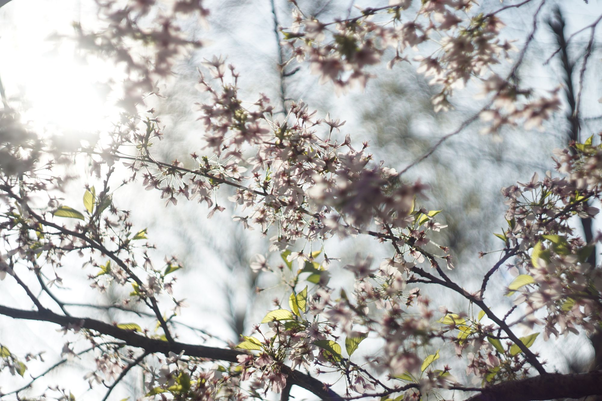 Tiny, sparse pink-white blossom flowers swirl against the backdrop of a harsh sun.