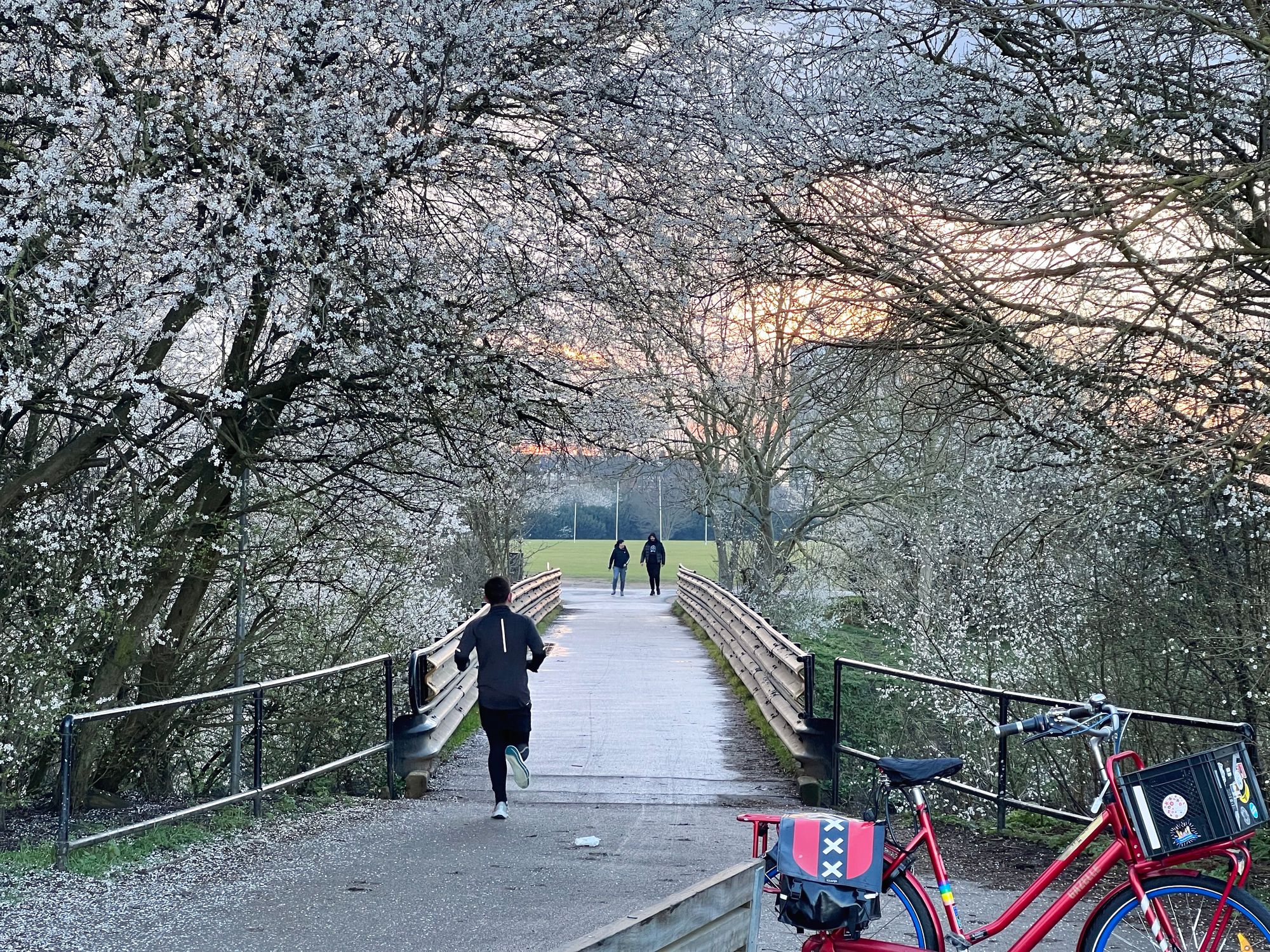 A red bicycle on a kickstand in front of a bridge with the sun setting behind boughs laden with white blossom. A runner heads away from camera on the bridge while two walkers come the other way.