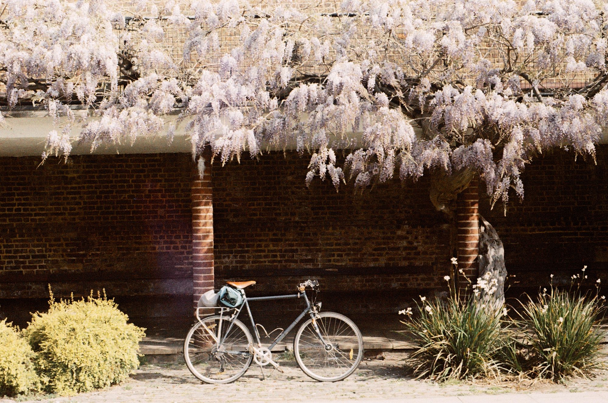 A blue bicycle on a stand under a colonnade with wisteria falling above. The wisteria looks oddly ghostly, barely purple and with a pinkish cast.