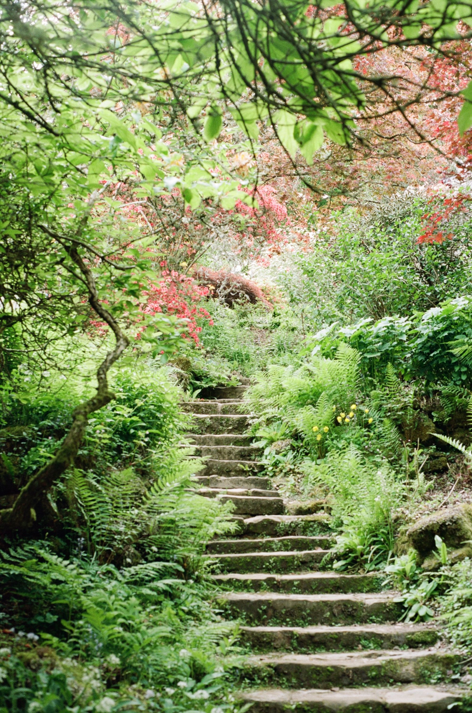 A stone staircase leading up through ferns and trees towards some beautiful red foliage.