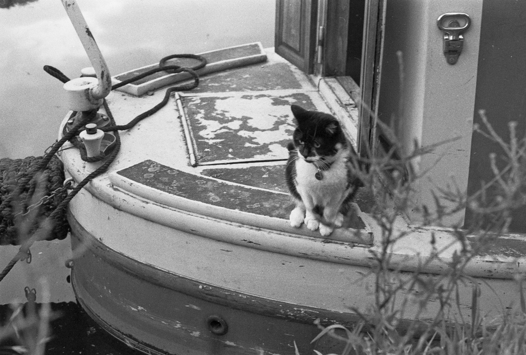 A black and white cat sat on a canal boat near its two doors that are open.