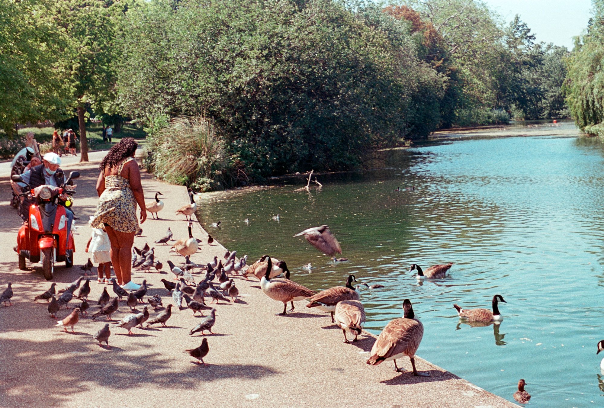 On a sunny day by a lake: A woman in a summer dress with her child and an older man on a mobility scooter wearing a medical mask and a flat cap observe pigeons swarming around them, with geese wandering nearby.