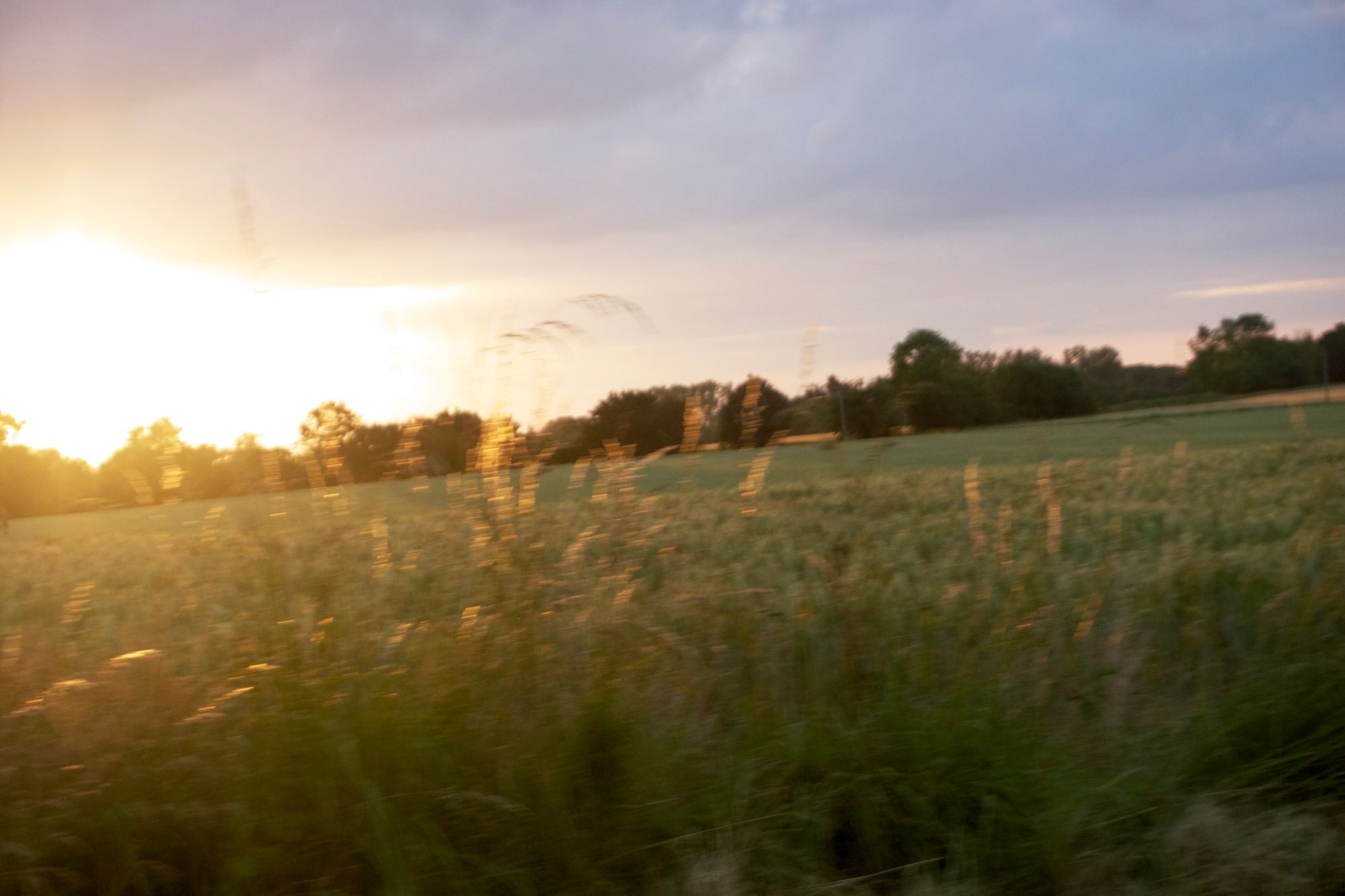 A mauve-blue sunset with dramatic stratus clouds taken from a moving bicycle with a blur of wheat heads sparkling gold in the sunshine.