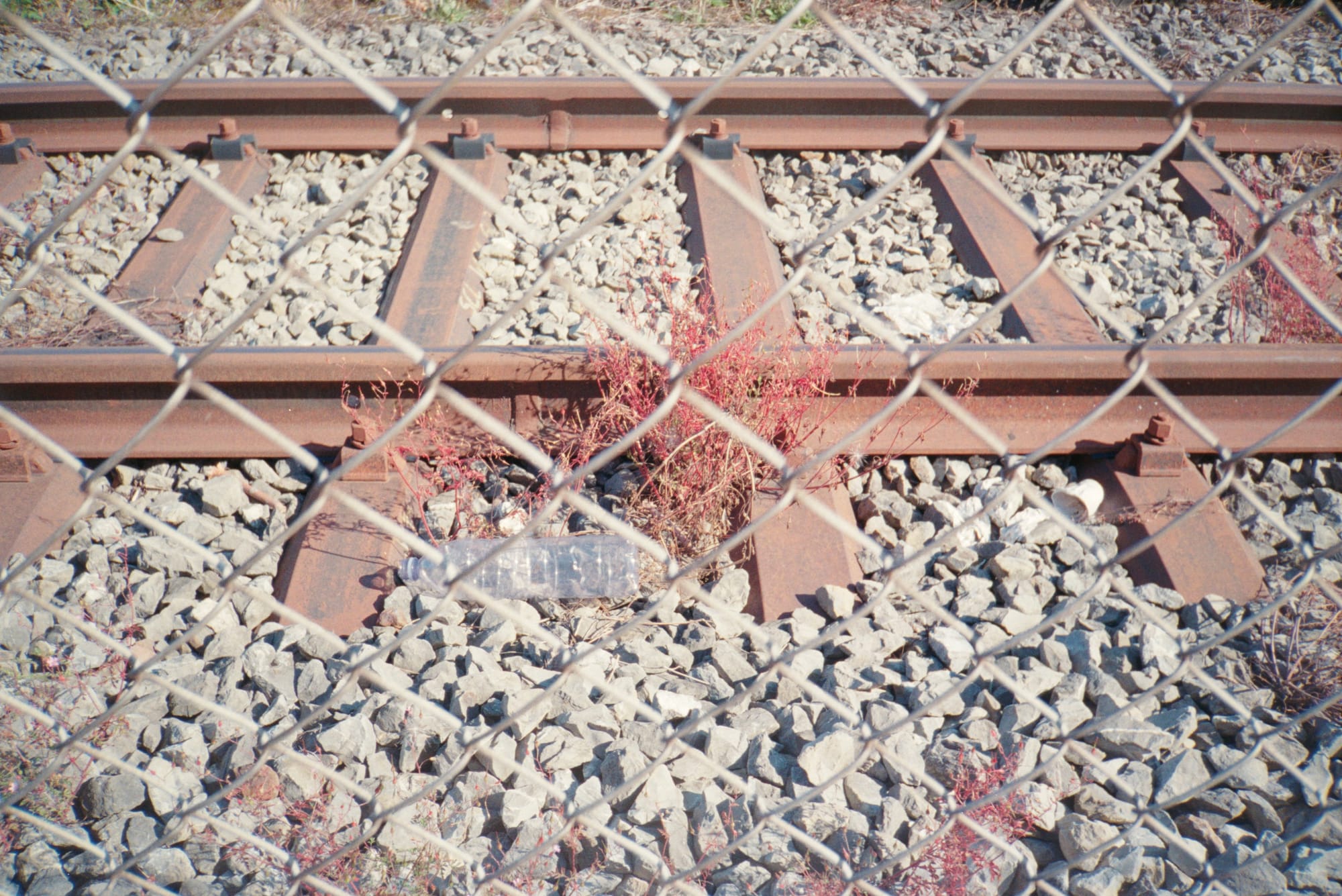 Red vegetation growing from the stone ballast underneath railway tracks, with a discarded plastic bottle between two sleepers. Seen through a fence.