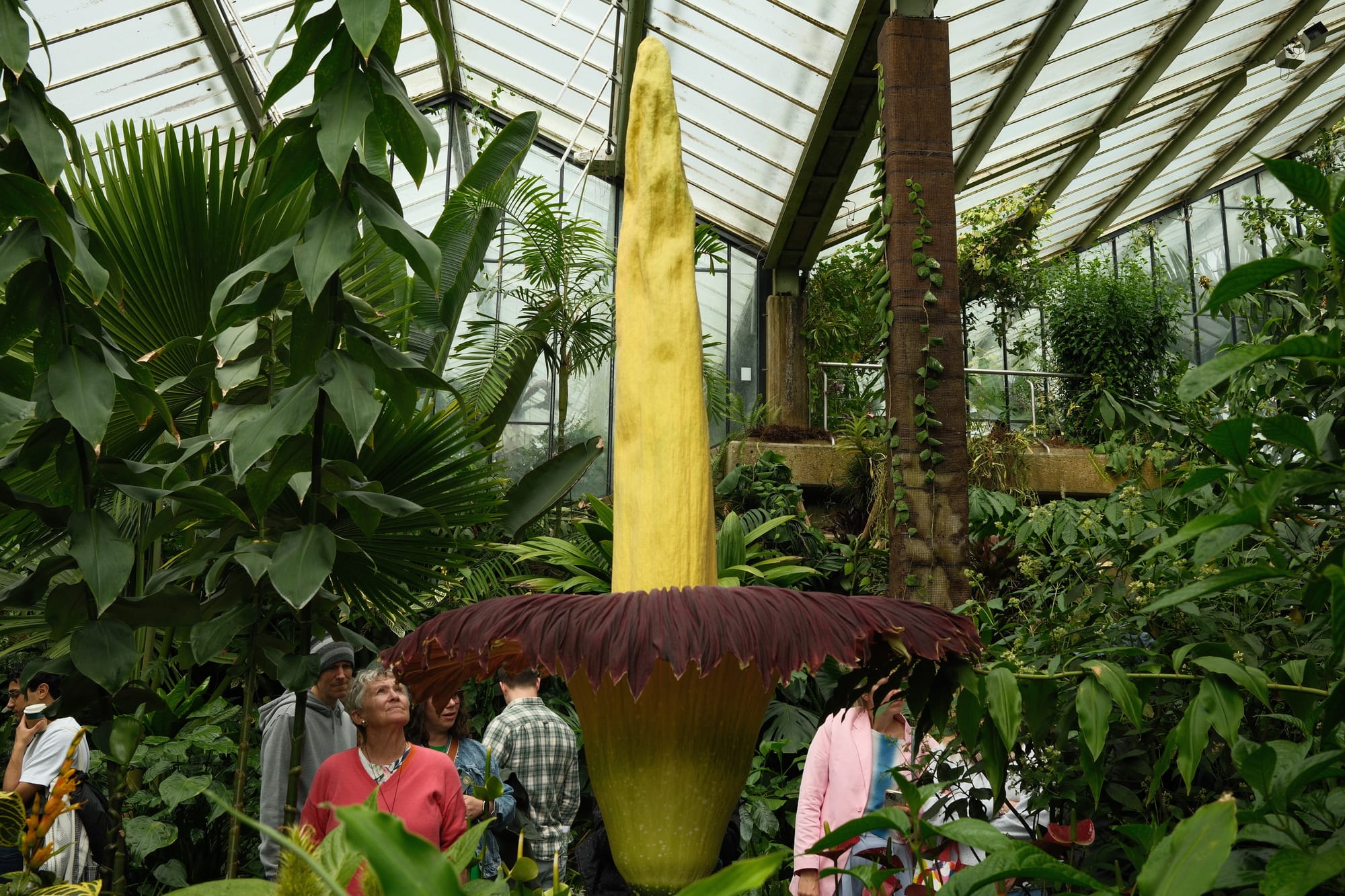 Inside a conservatory amongst dense foliage, a huge flower with a curved dark red ‘bowl’ and a pale yellow protruding section extending at least 2 or 3 metres high. Below, people congregate to look at it, including a lady in a red blouse who looks satisfied to see it.