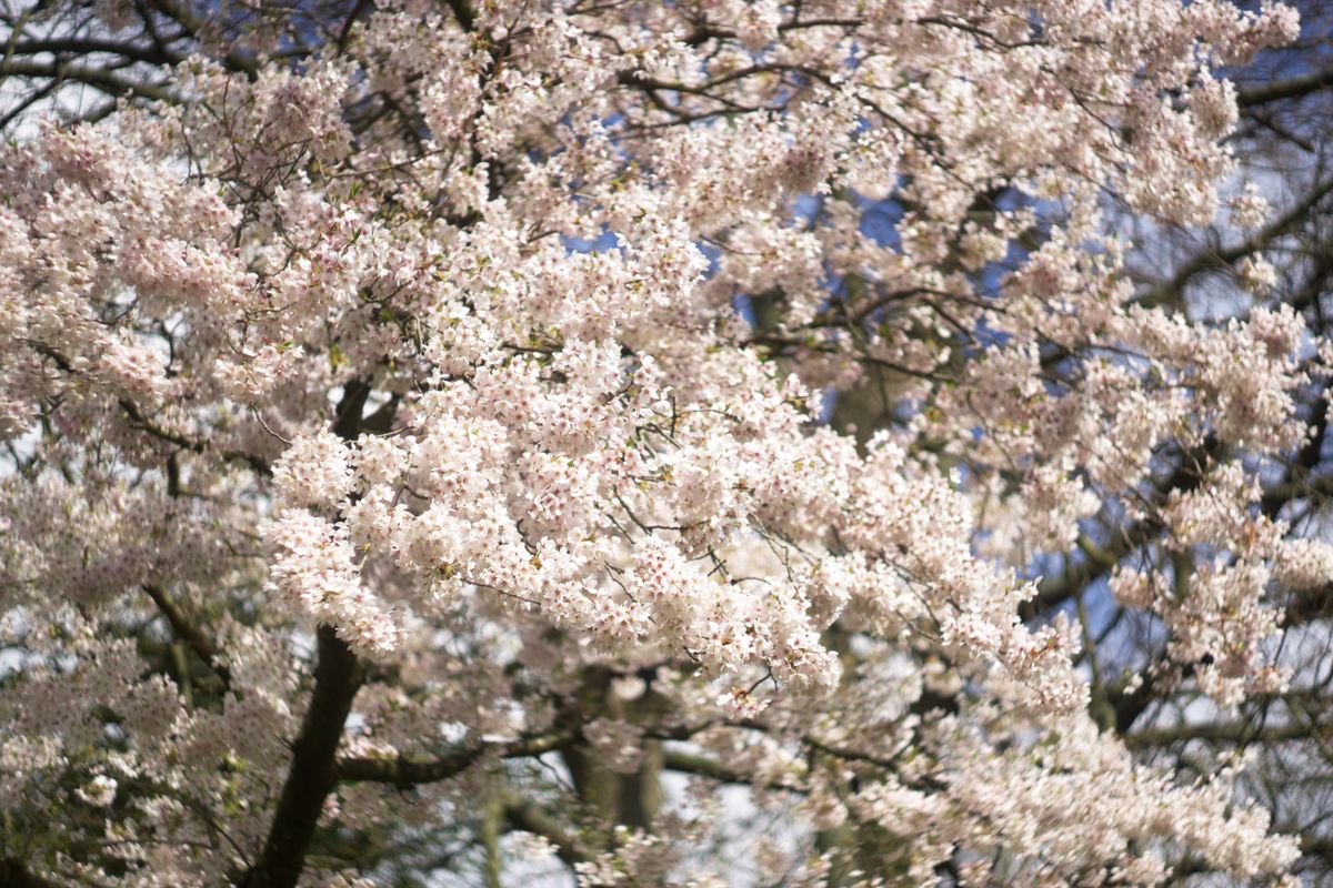 2023 spring blossom retrospective