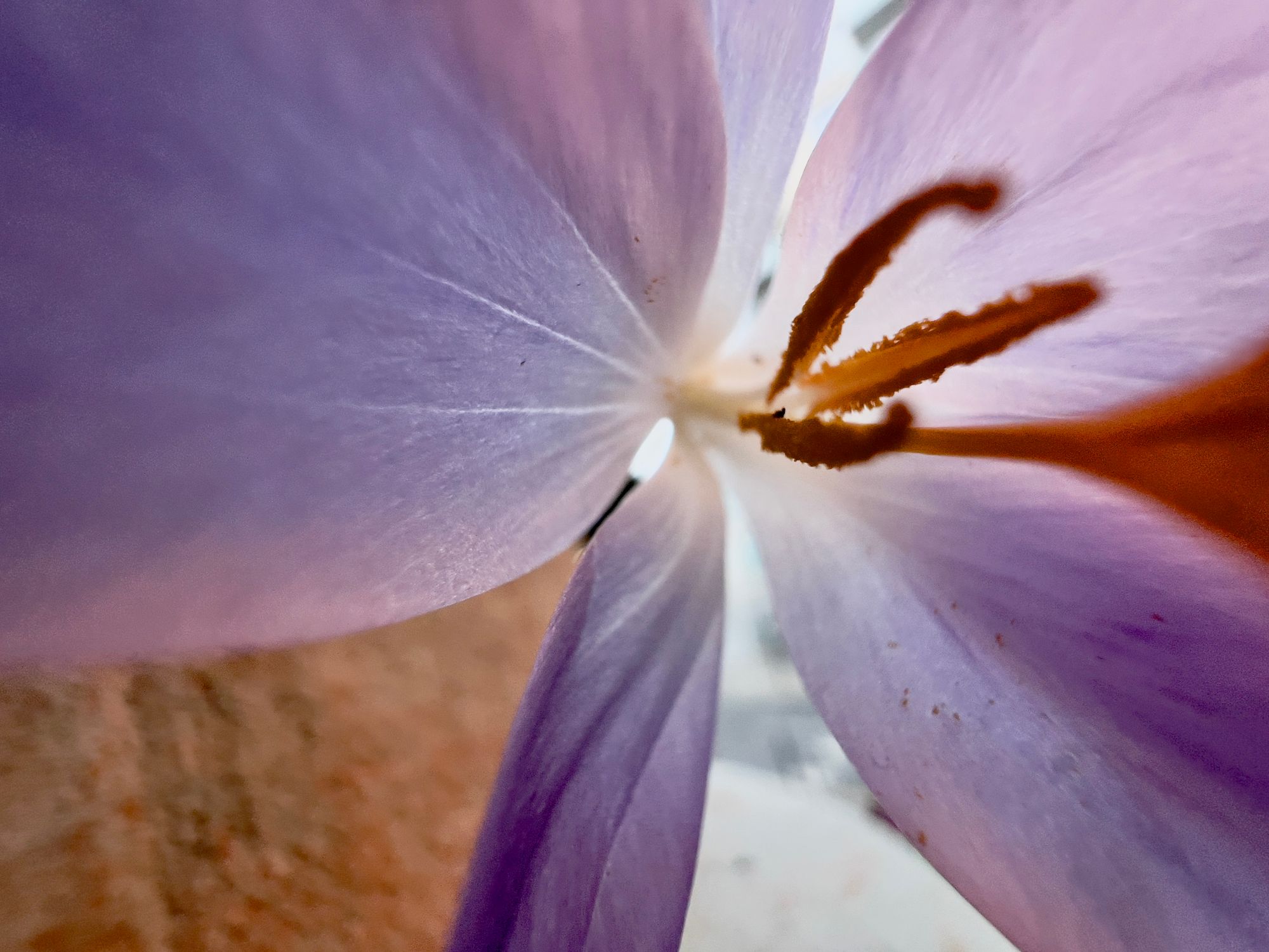 An extreme close-up on a purple crocus with orange-brown stamen in a rough terracotta pot.