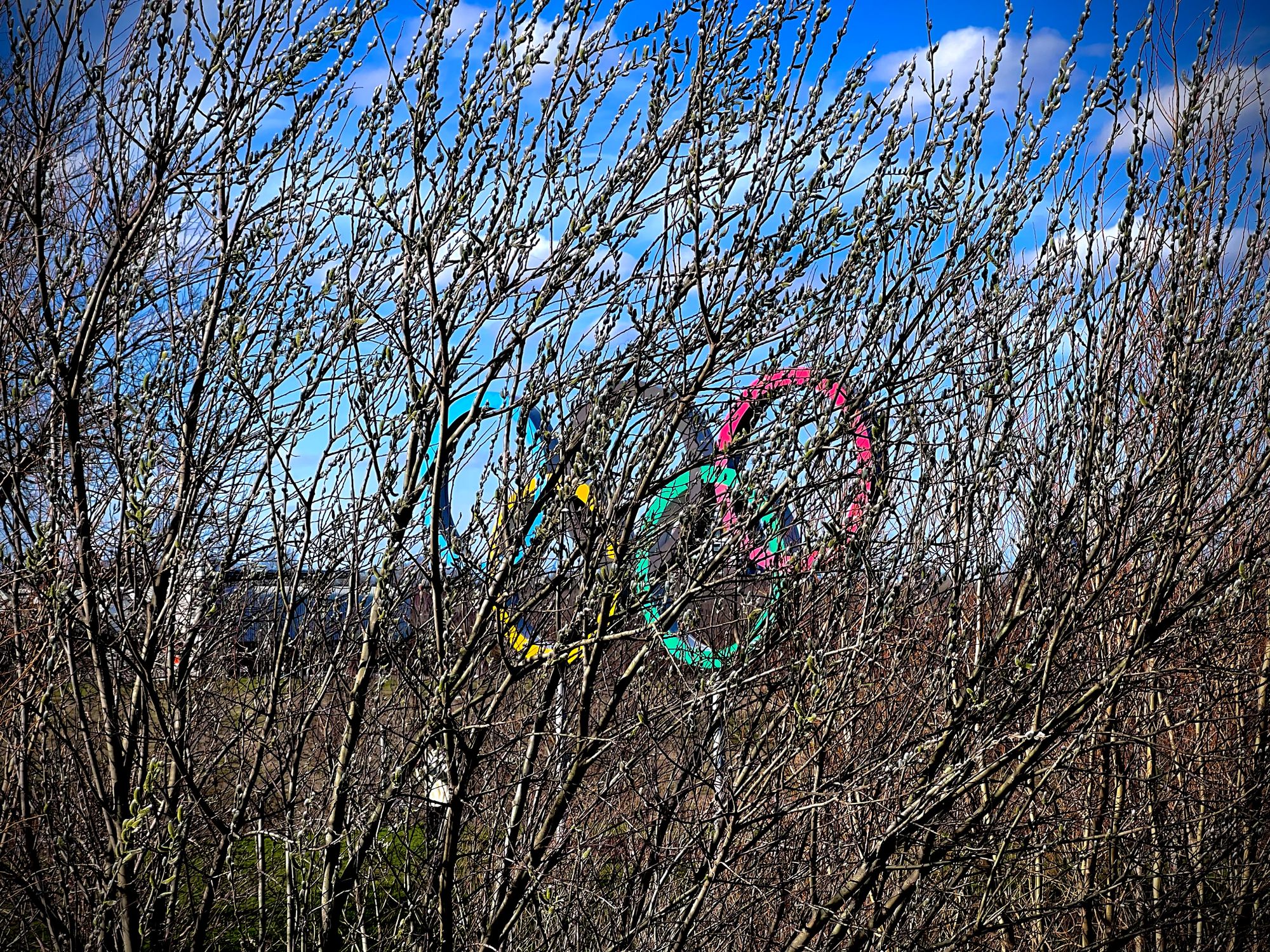 The Olympic Rings standing in the distance behind some barren tree branches.