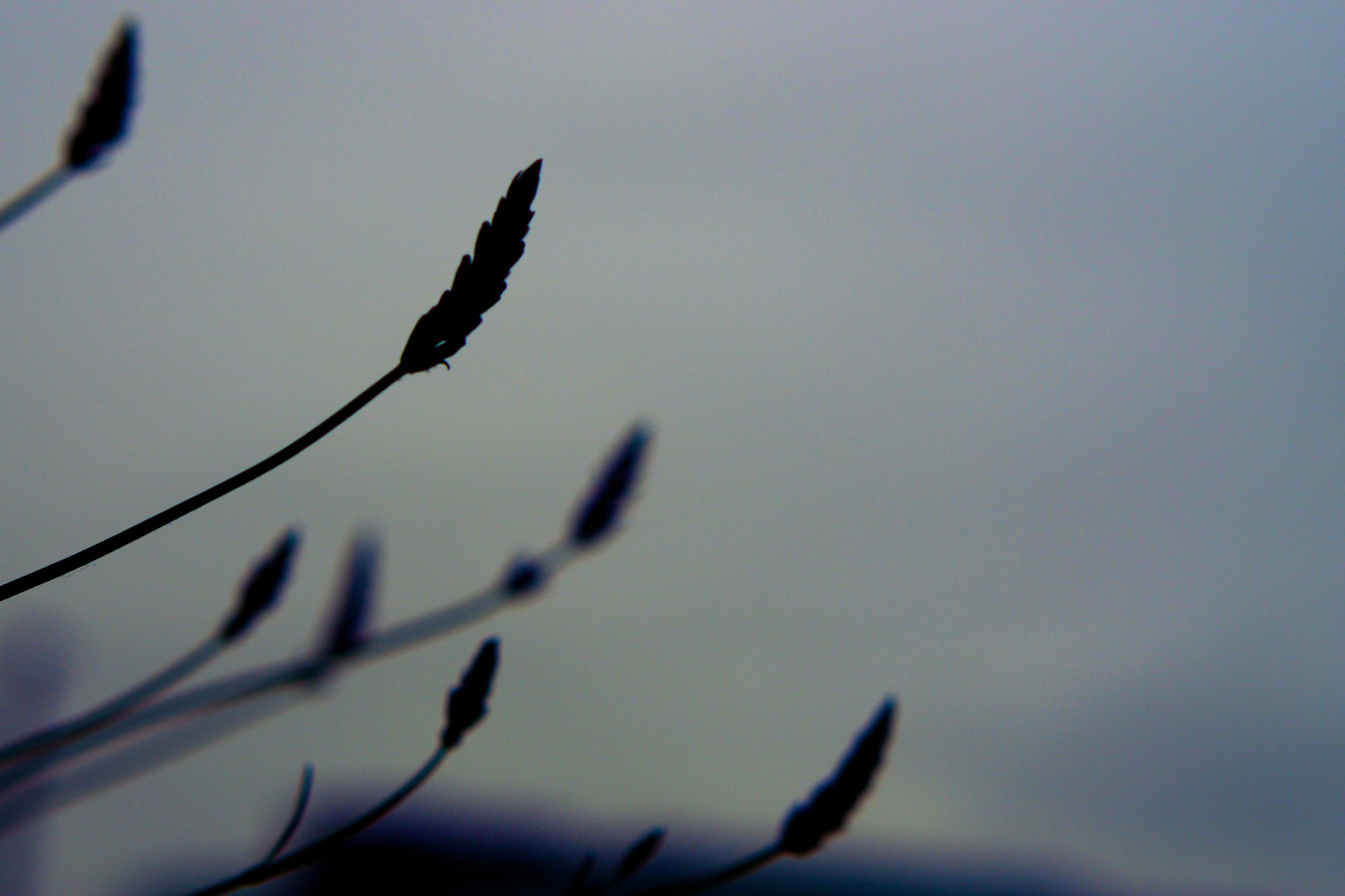 Silhouetted lavender against a grey sky, arching upwards towards the sun.
