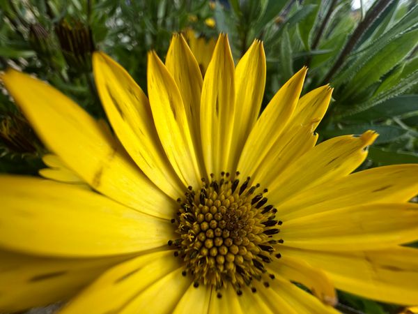 A bright yellow flower with thin petals and black-and-yellow seed heads.