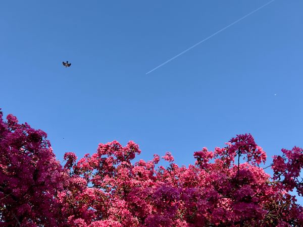 An apple tree in startling pink blossom with a clear blue sky, with a bird and two jets flying overhead.
